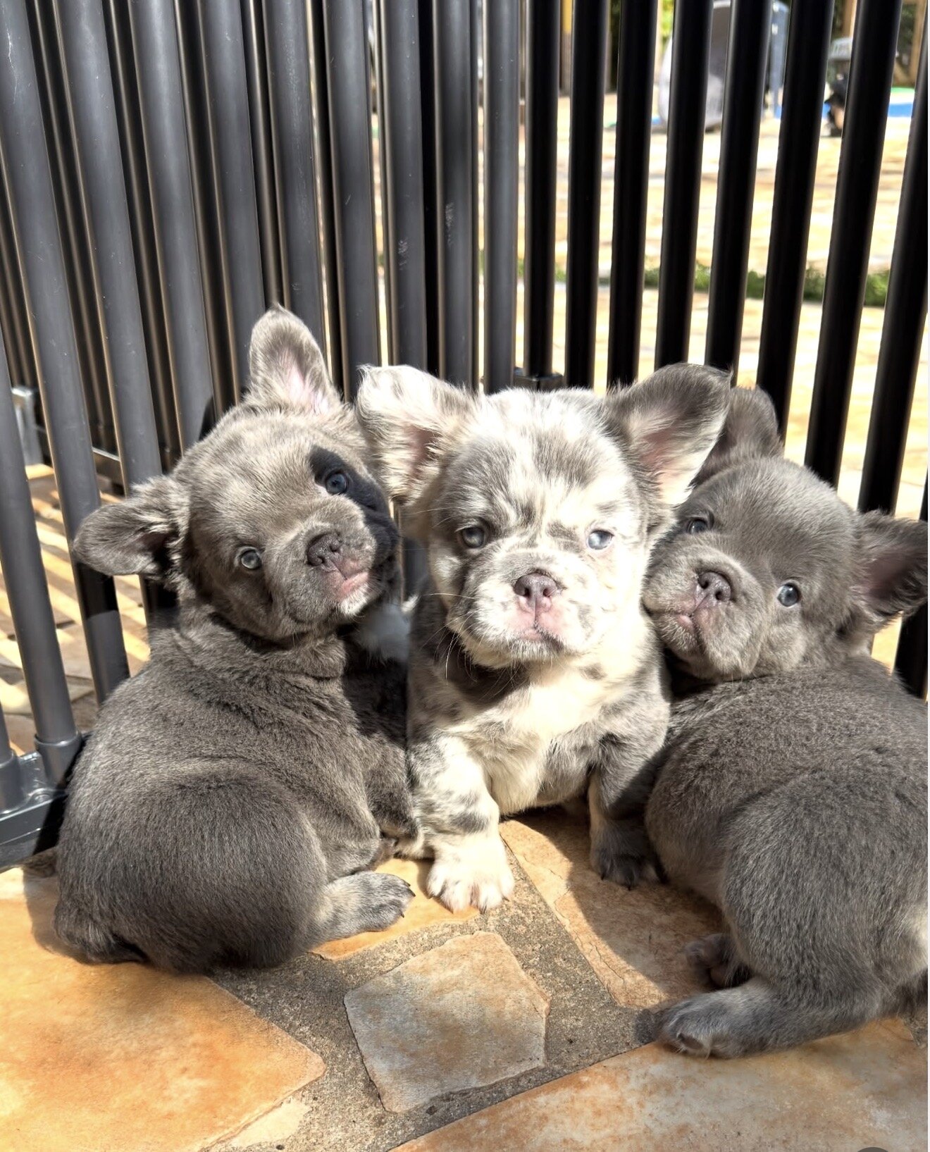 Charming classic blue frenchies for sale image 1