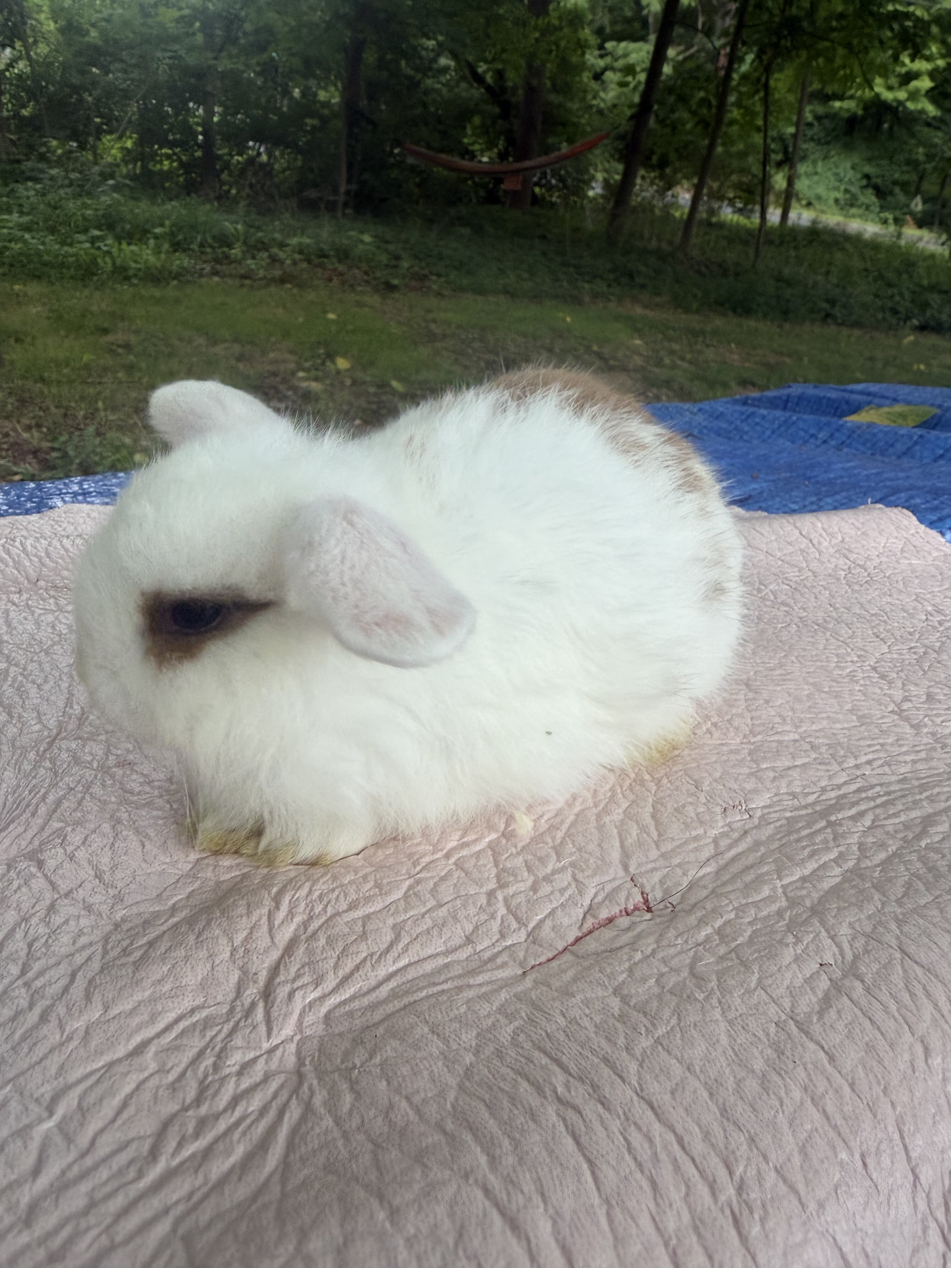Holland Lop baby Bunnies image 4