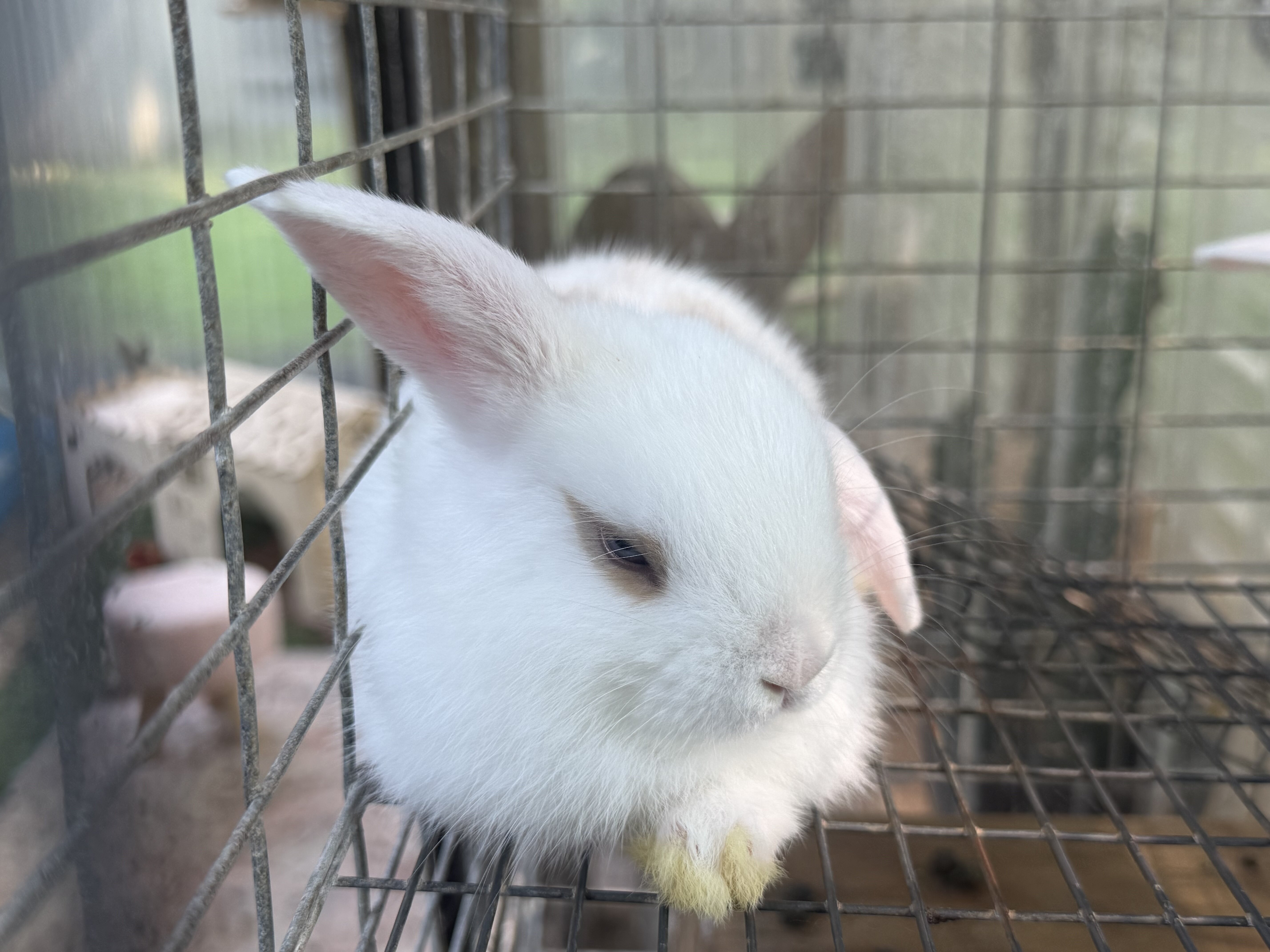 Holland Lop baby Bunnies image 2