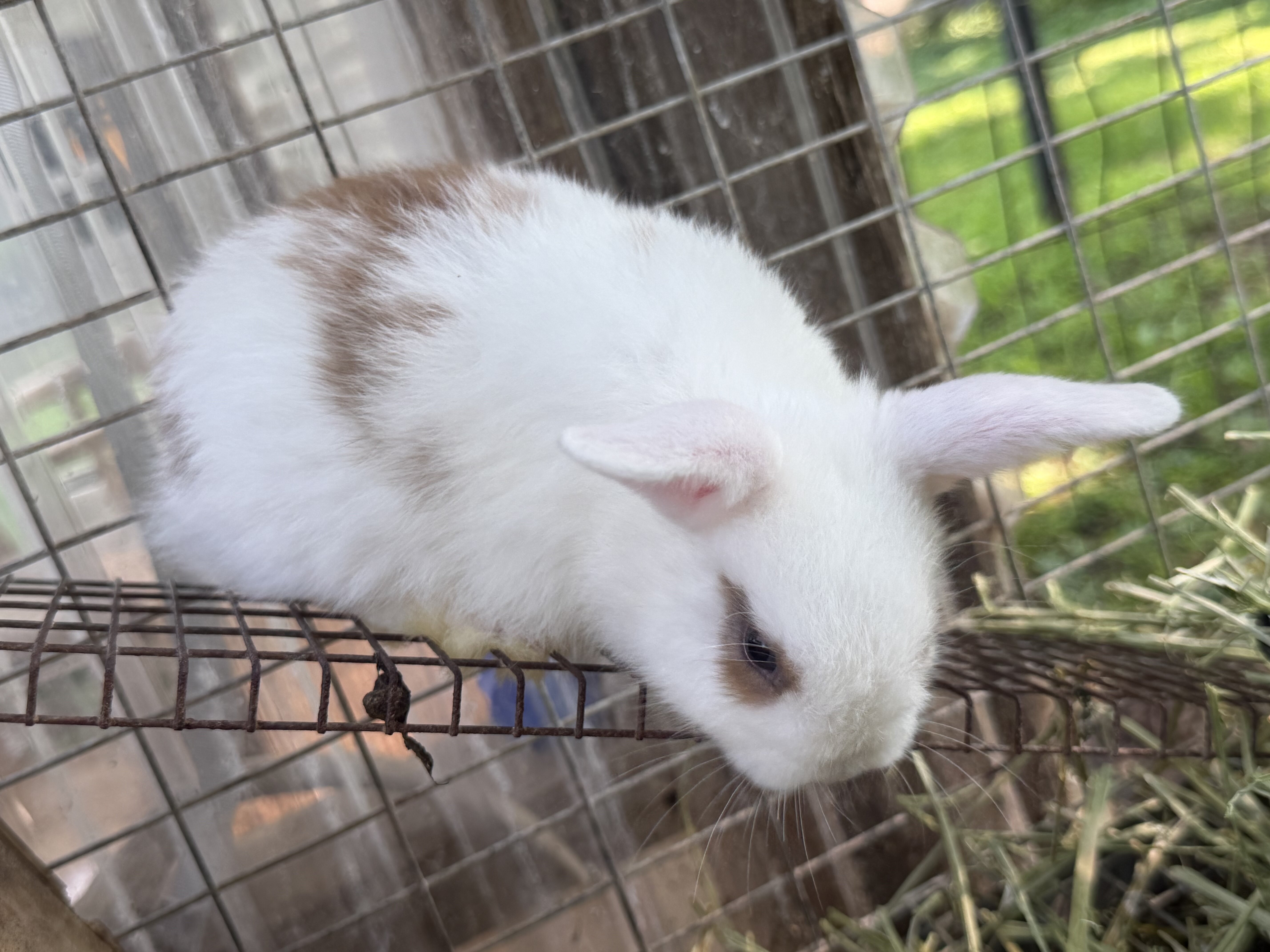Holland Lop baby Bunnies image 3