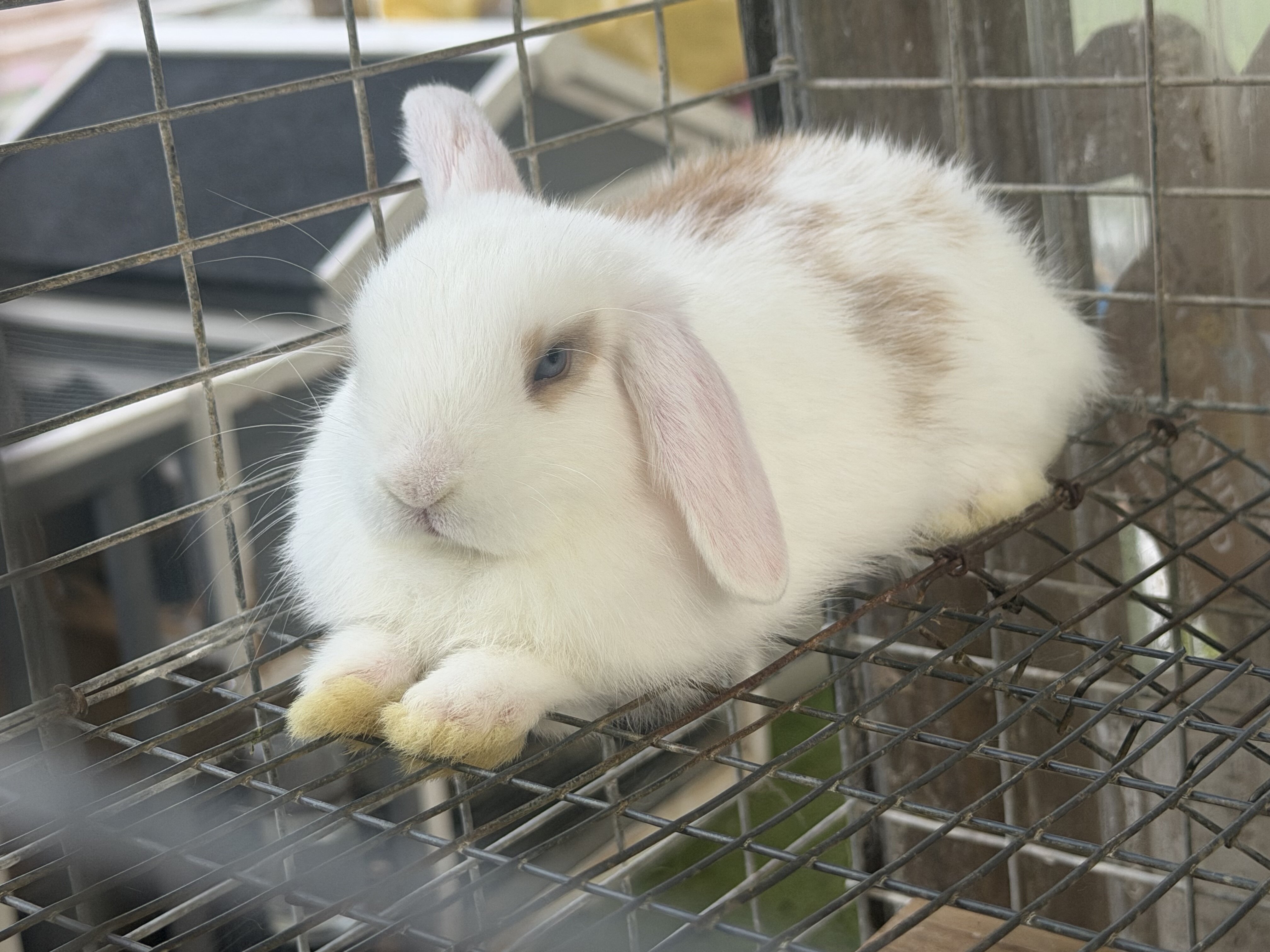 Holland Lop baby Bunnies image 1