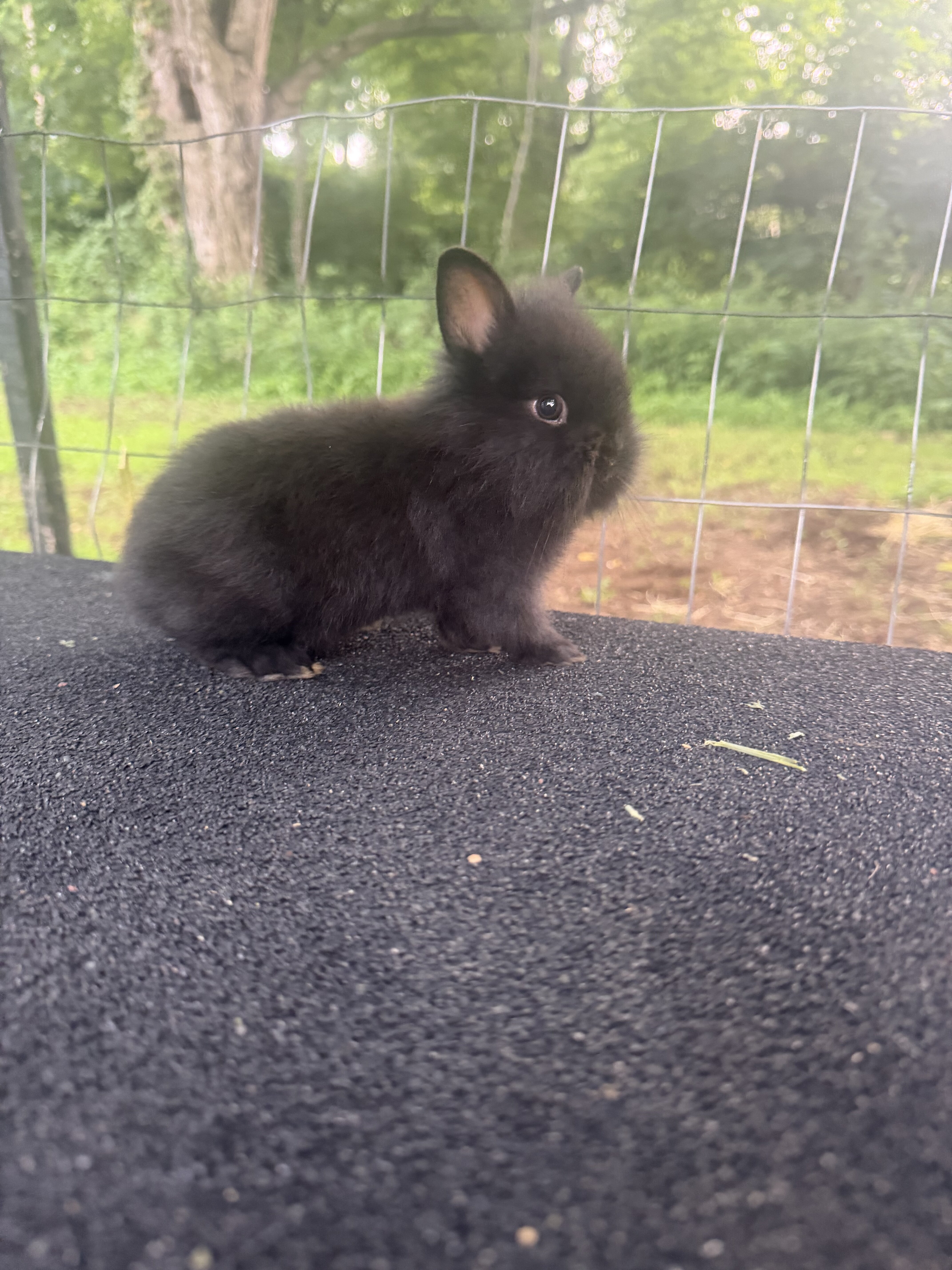 Netherland Dwarf Baby Bunny image 1