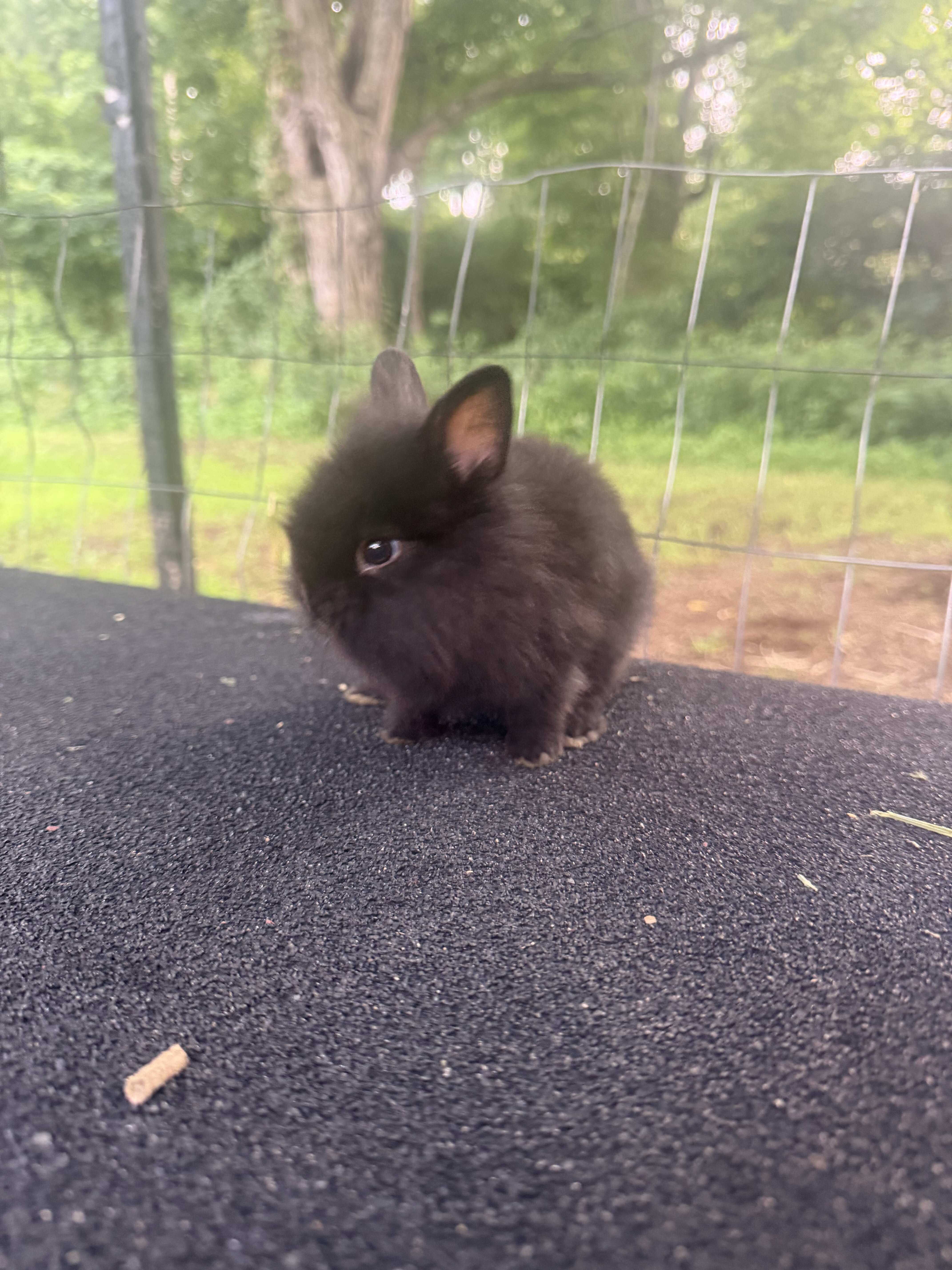 Netherland Dwarf Baby Bunny image 2