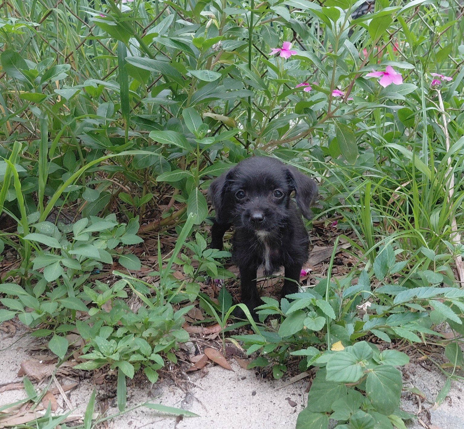 Chipoo image 3