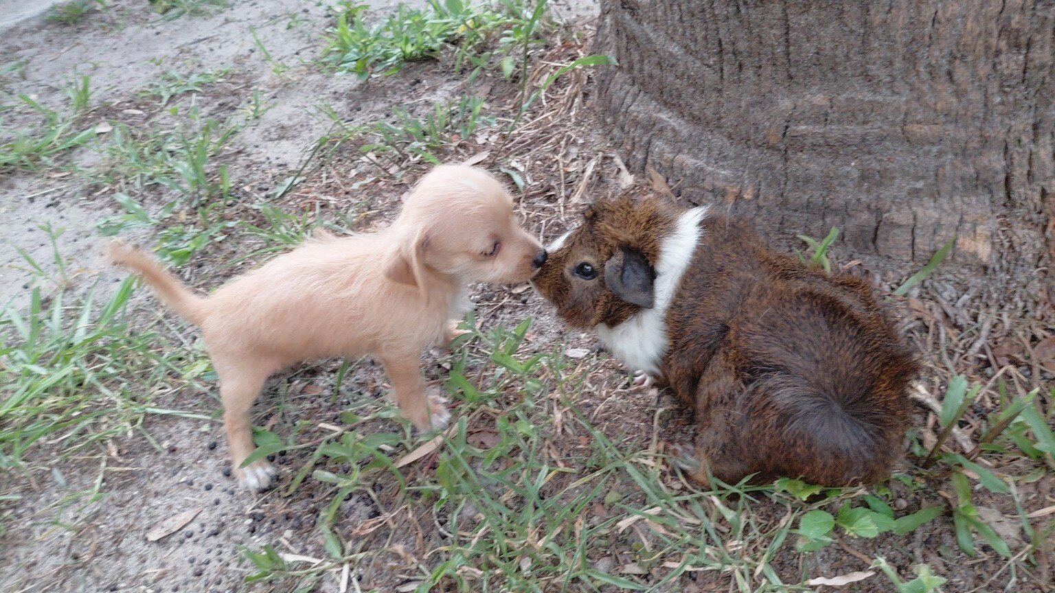 Chipoo image 4