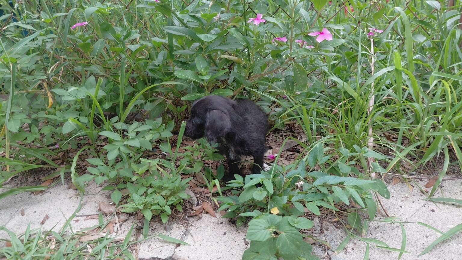 Chipoo image 5