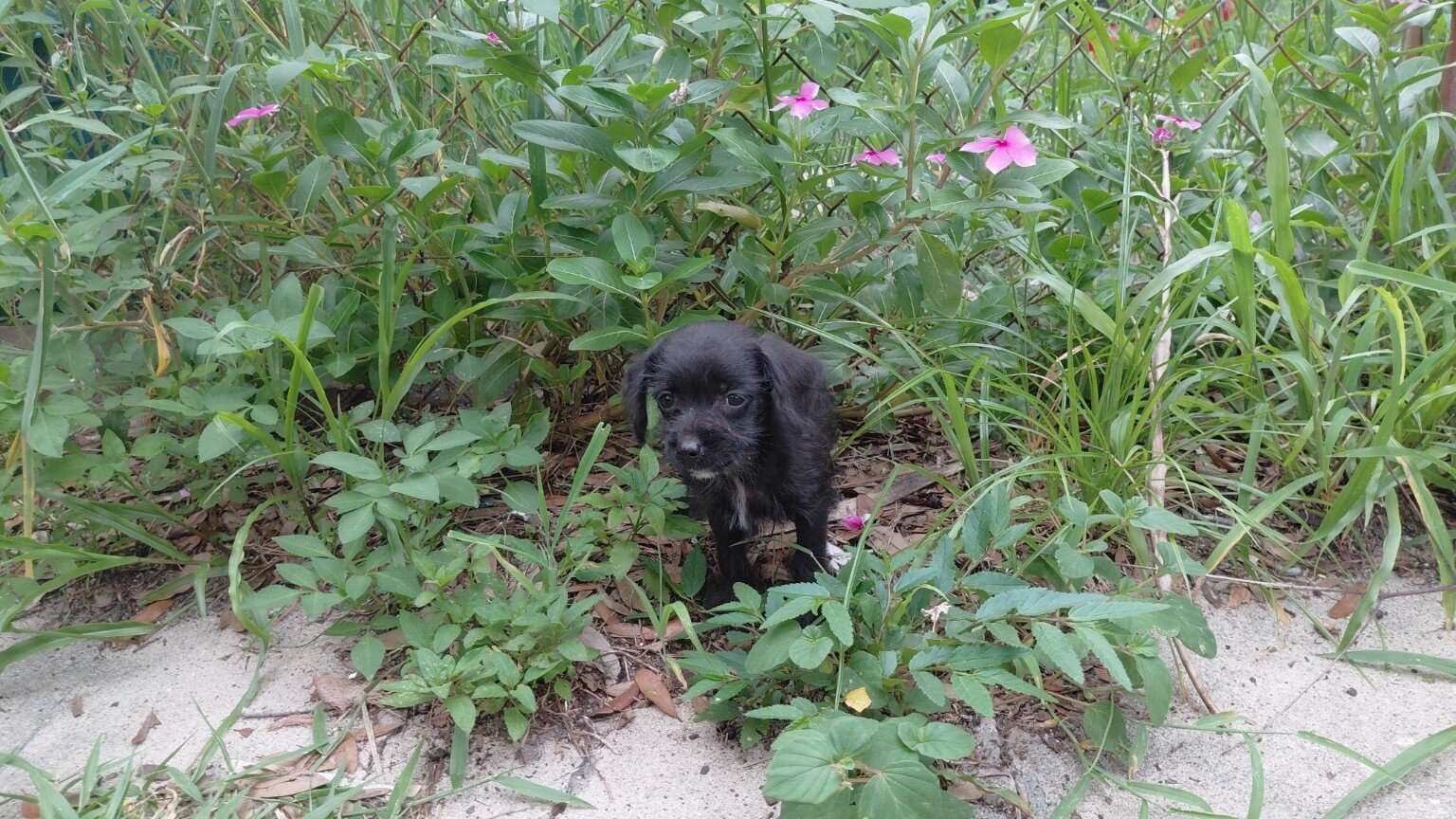 Chipoo image 2