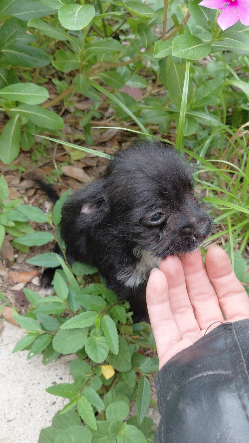 Chipoo image 1