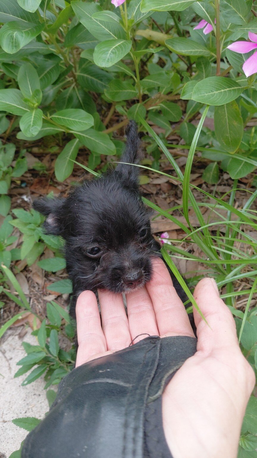 Chipoo image 6