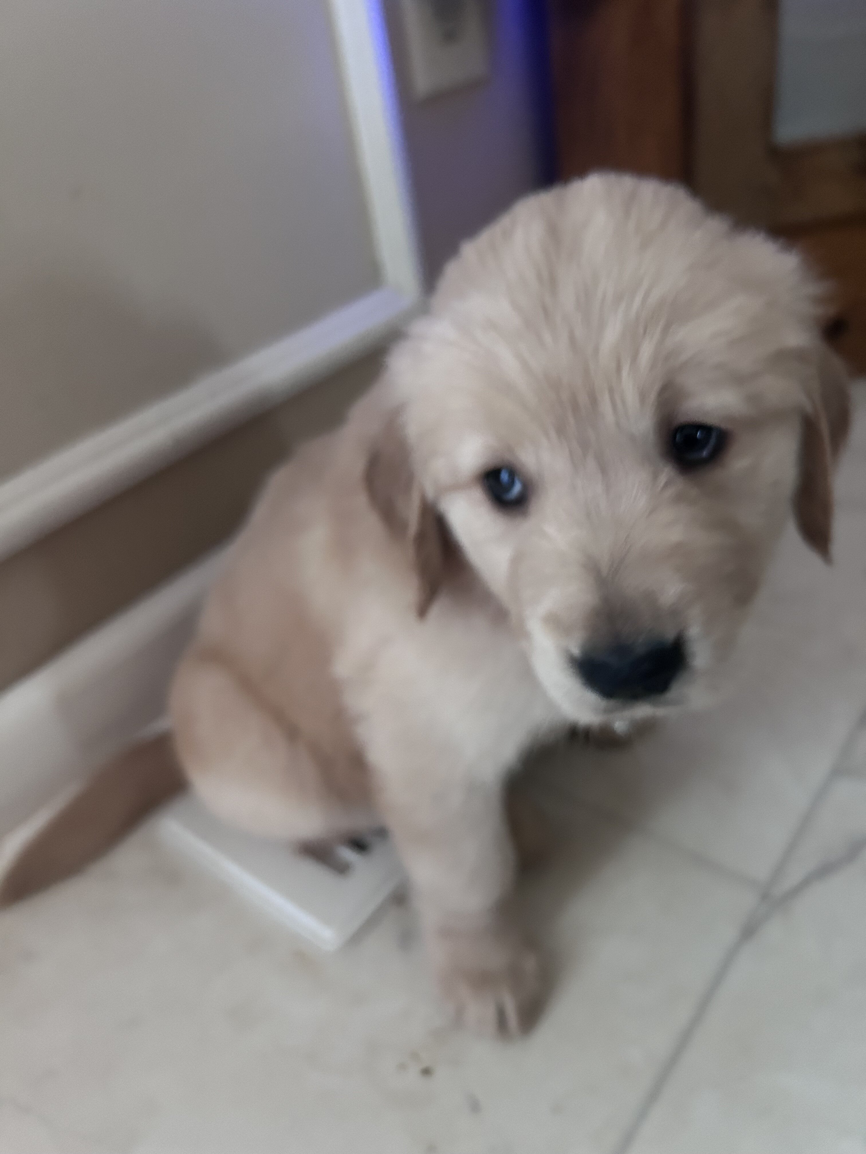 Golden retriever puppies image 6