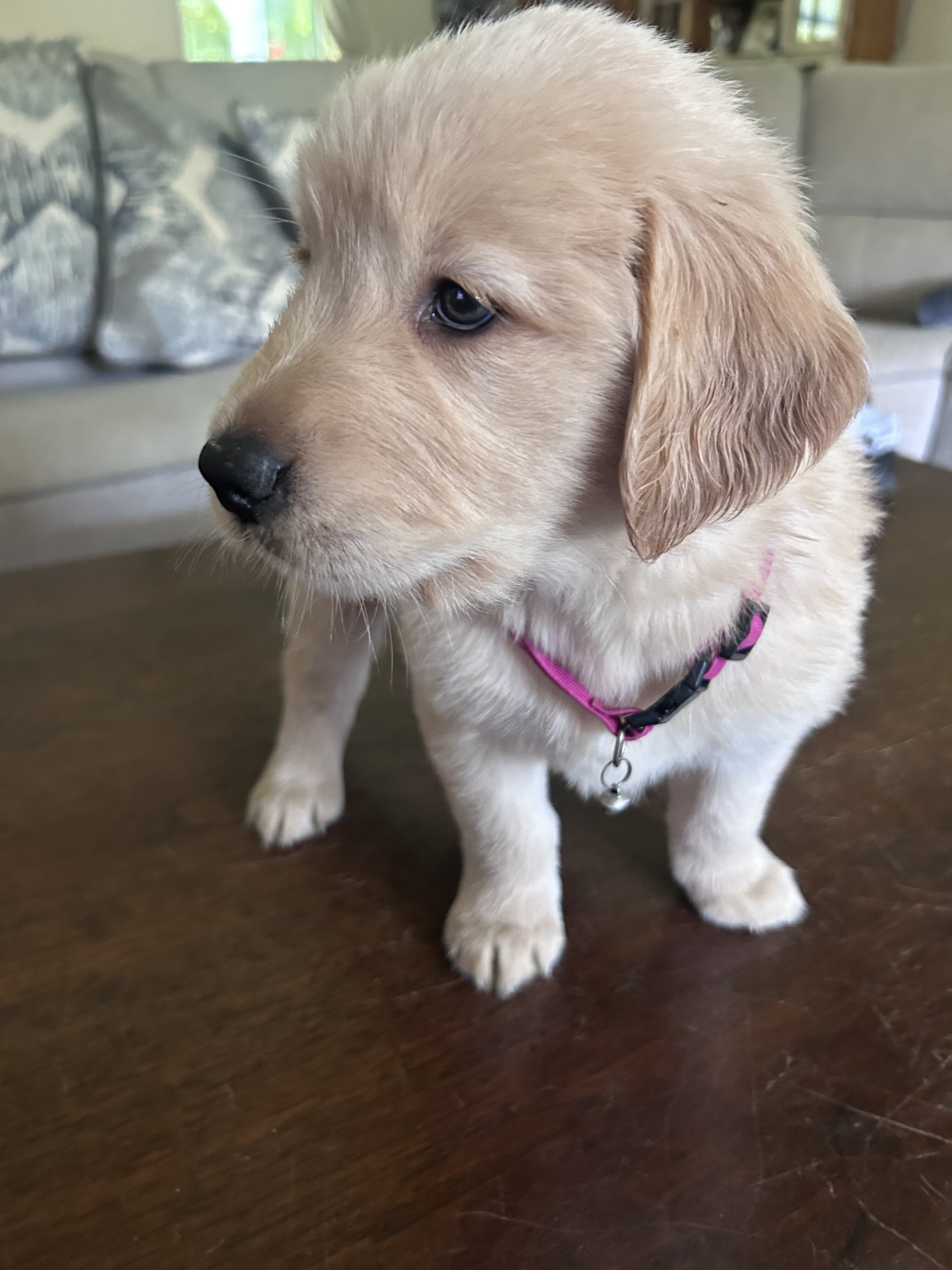 Golden retriever puppies image 4