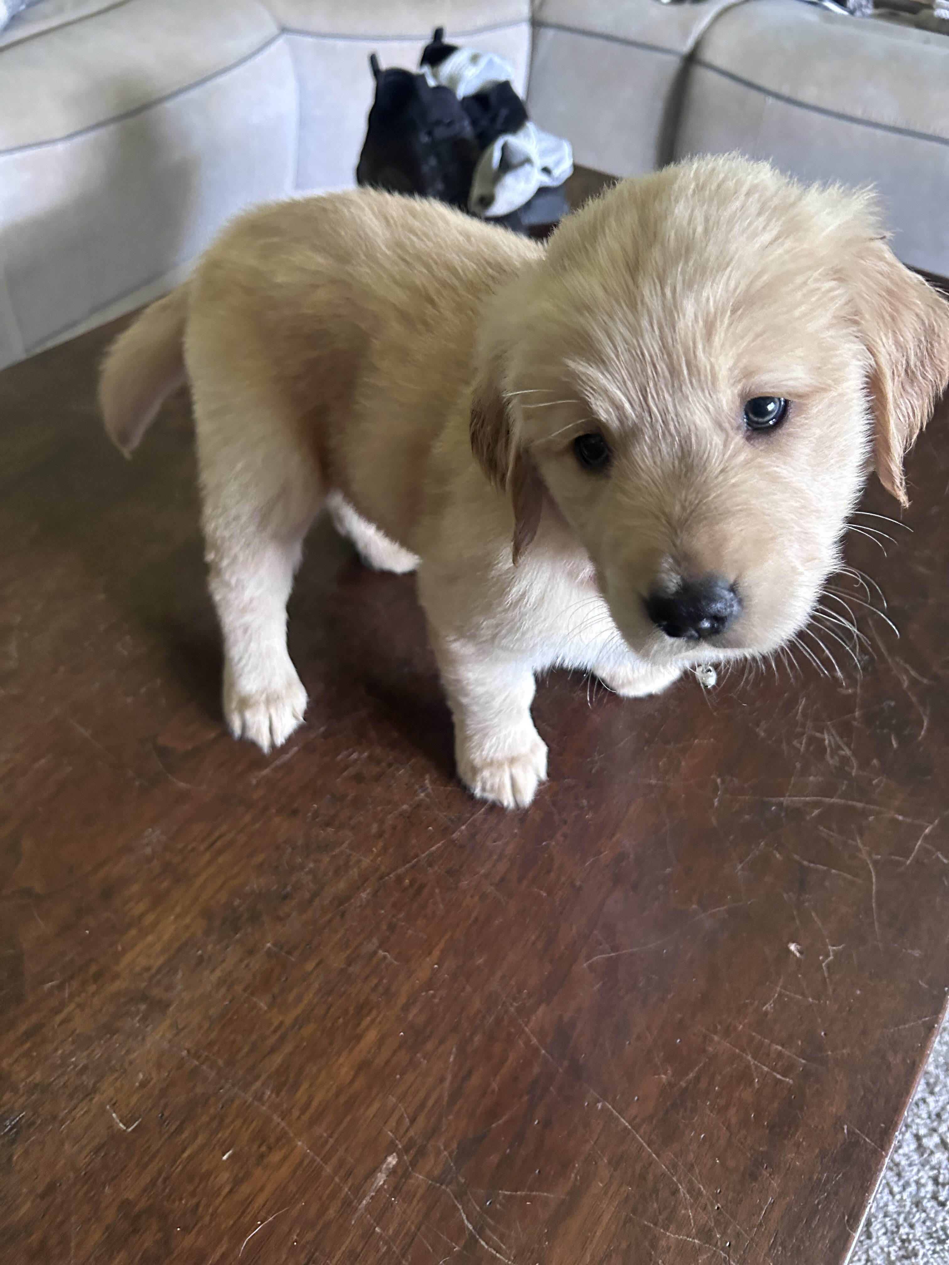 Golden retriever puppies image 5