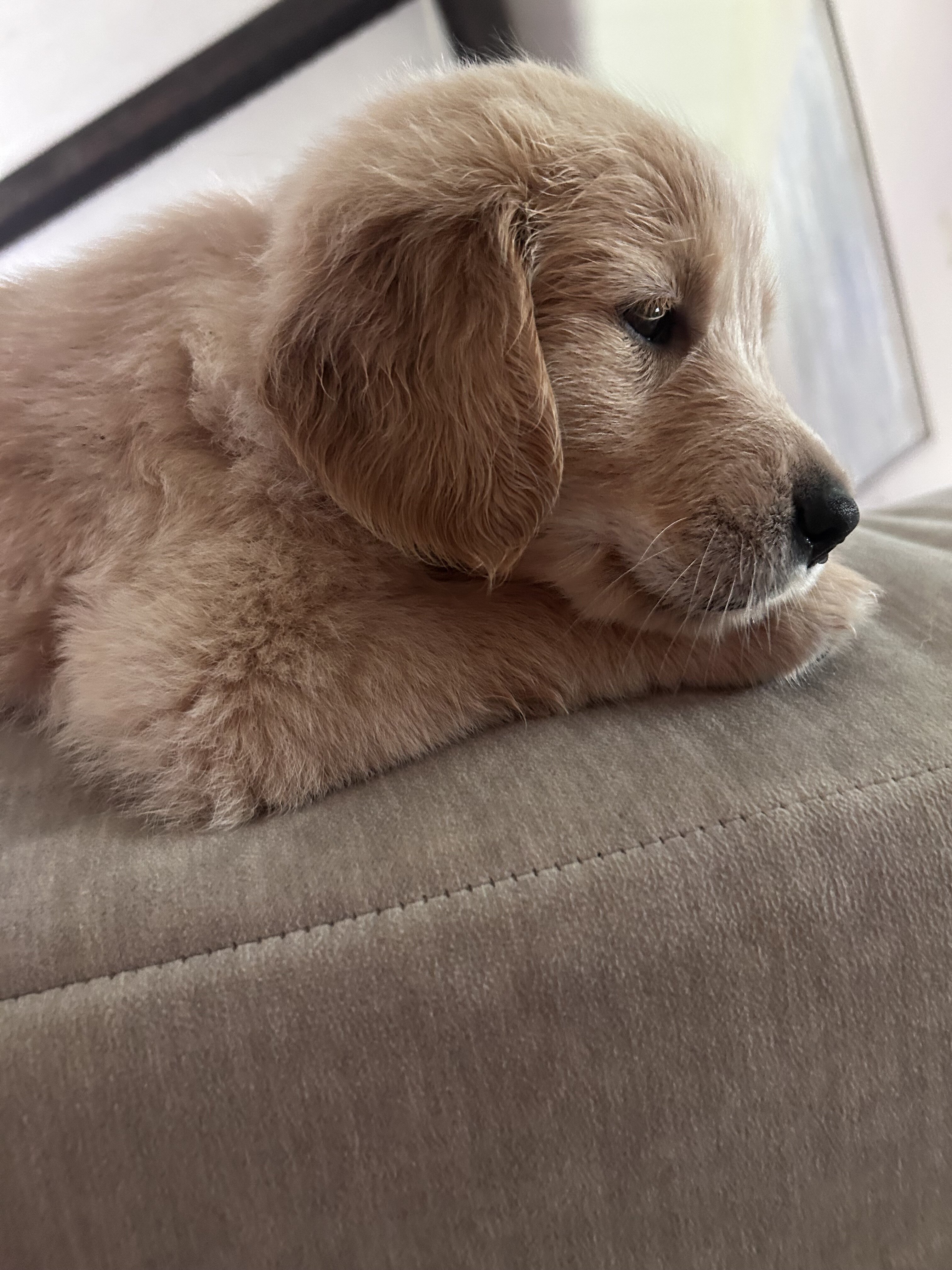 Golden retriever puppies image 2