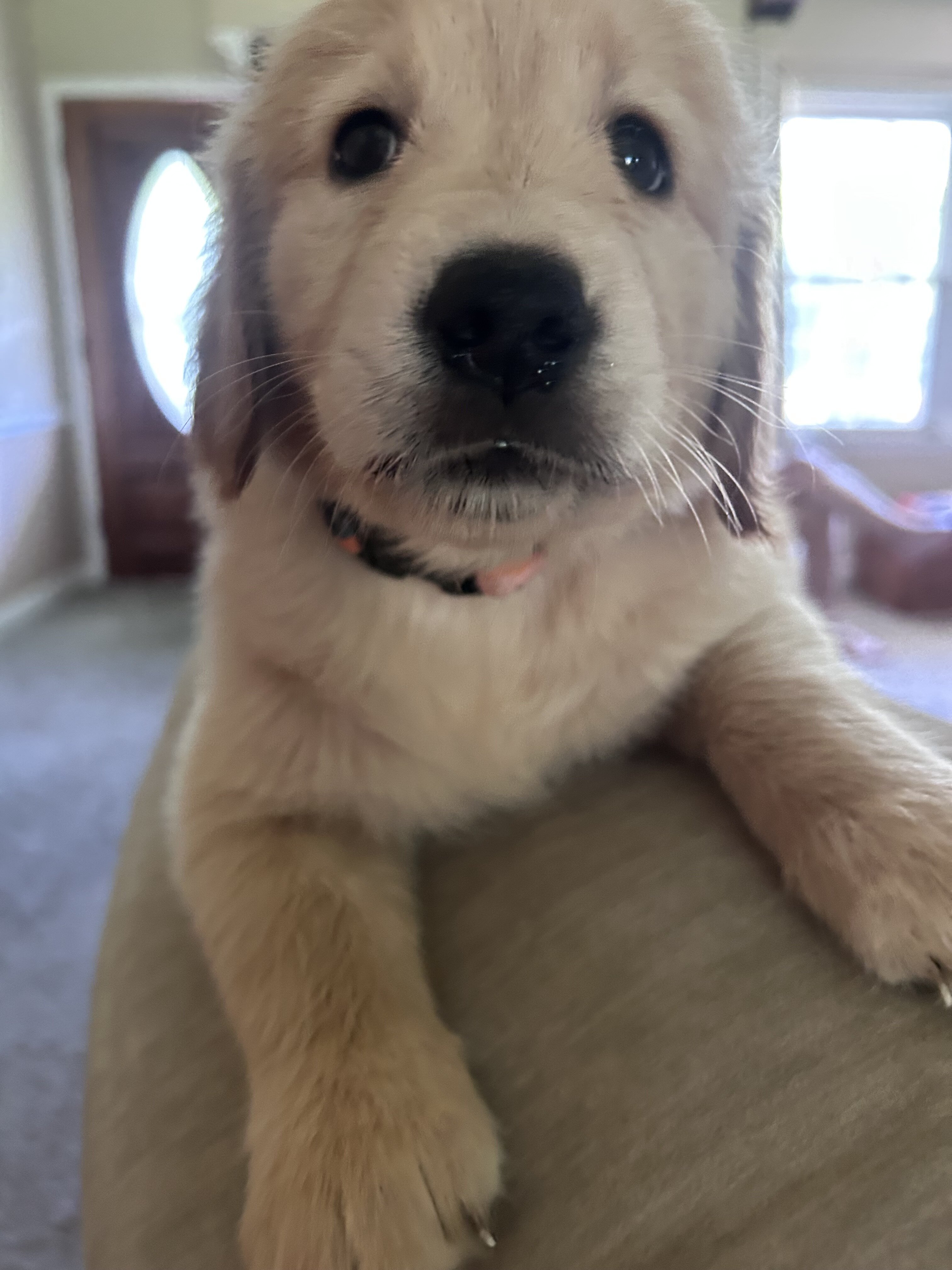 Golden retriever puppies image 1