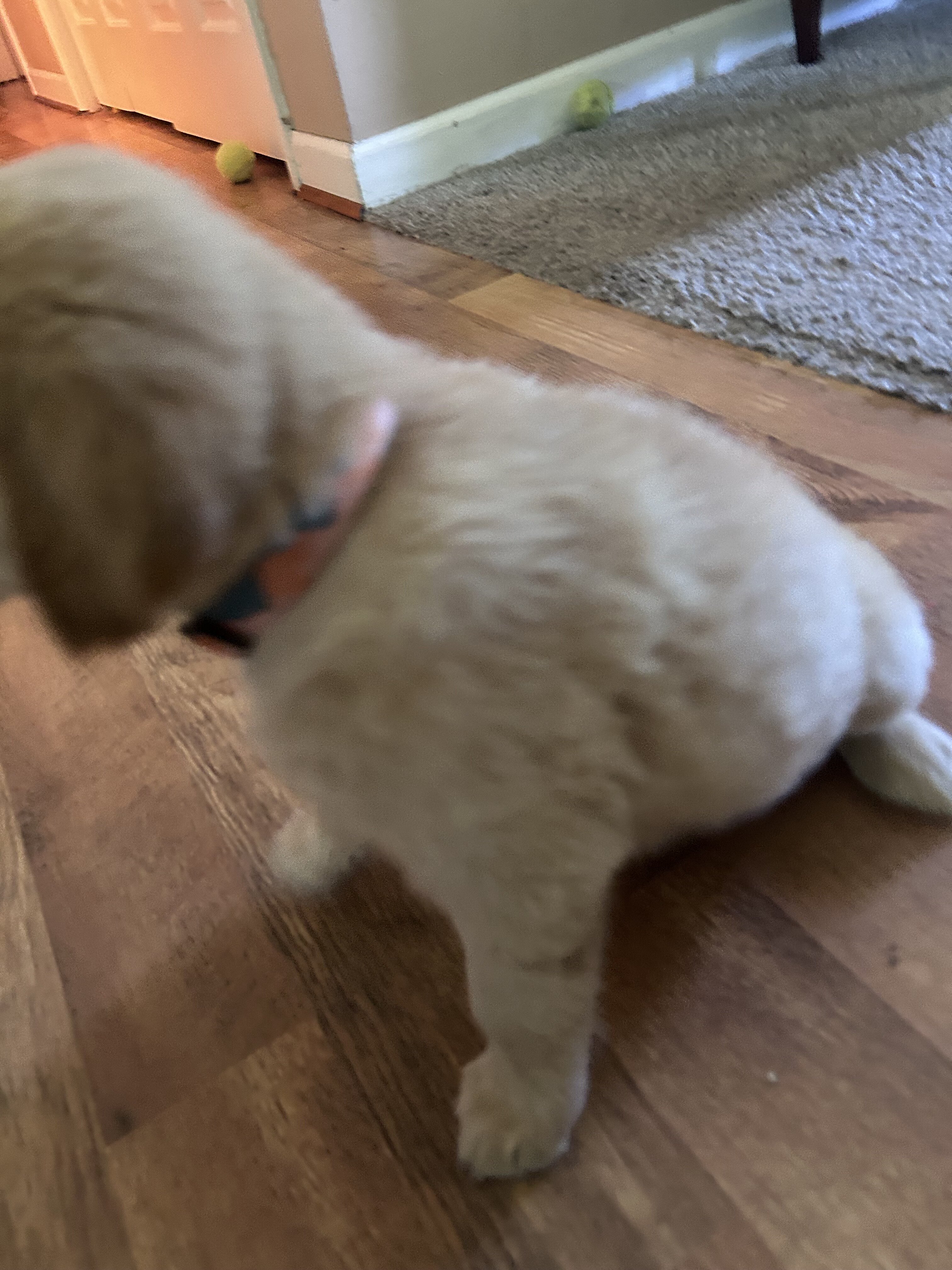 Golden retriever puppies image 3