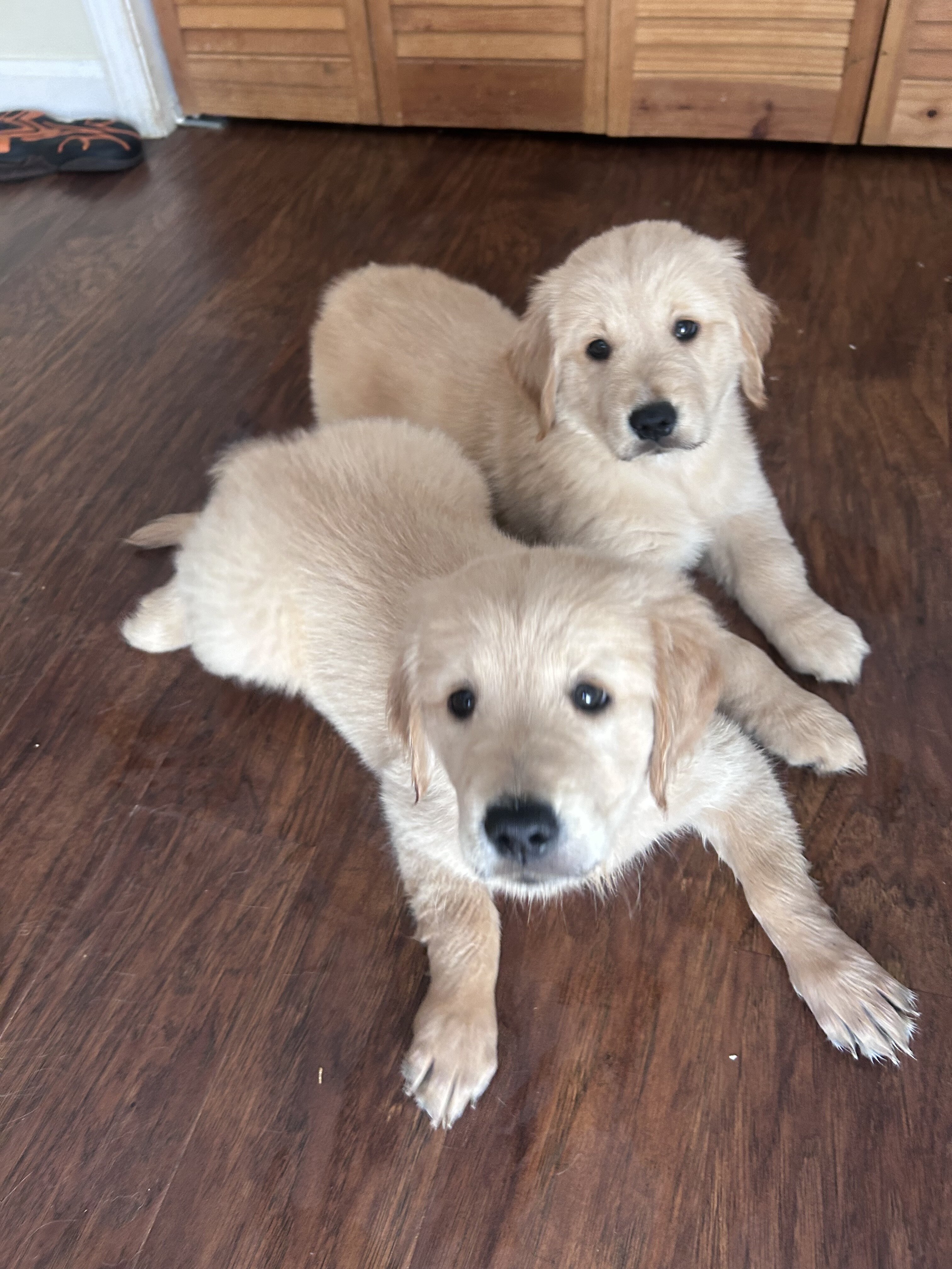 Golden retriever puppies image 7