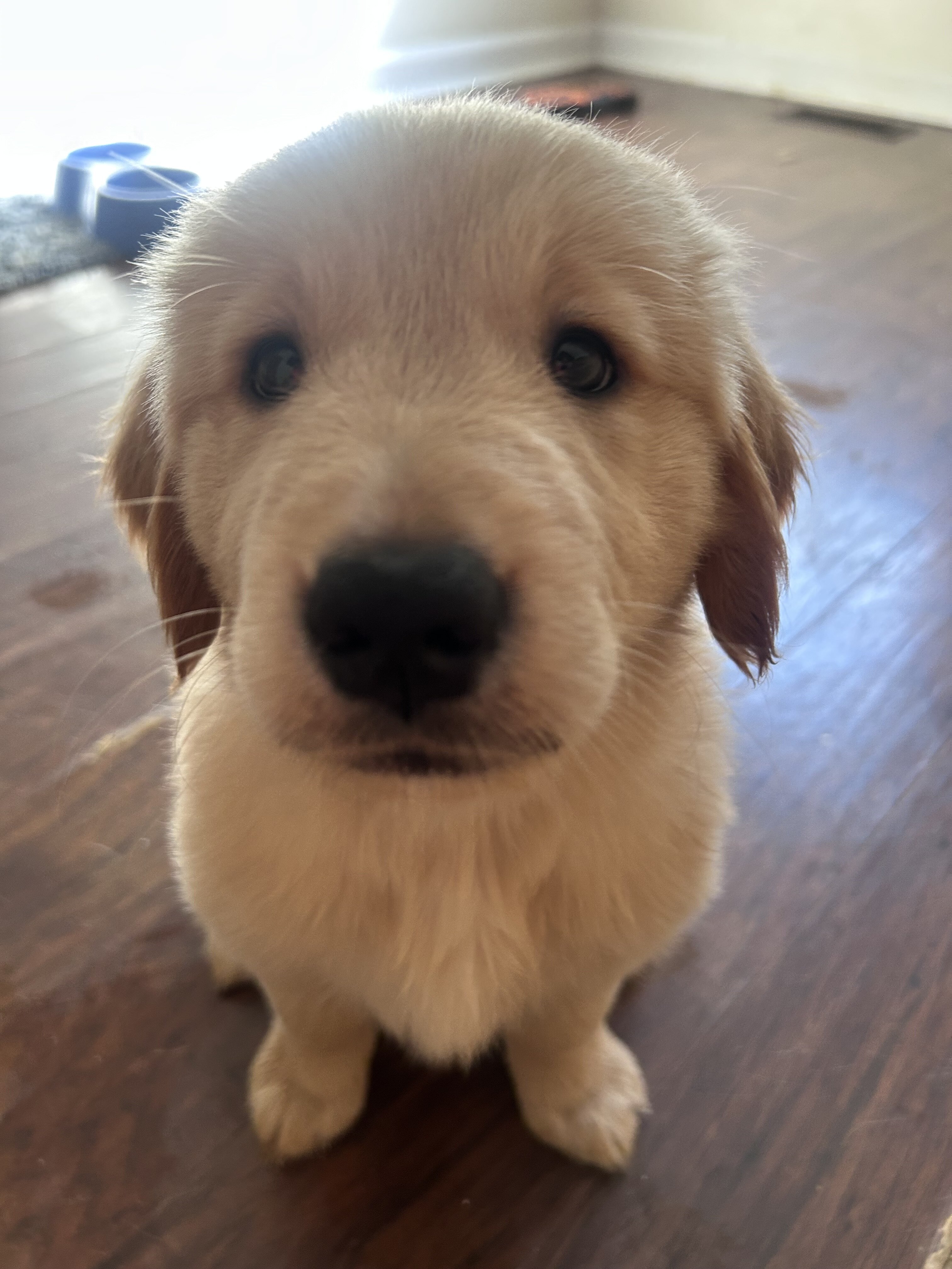 Golden retriever puppies image 8