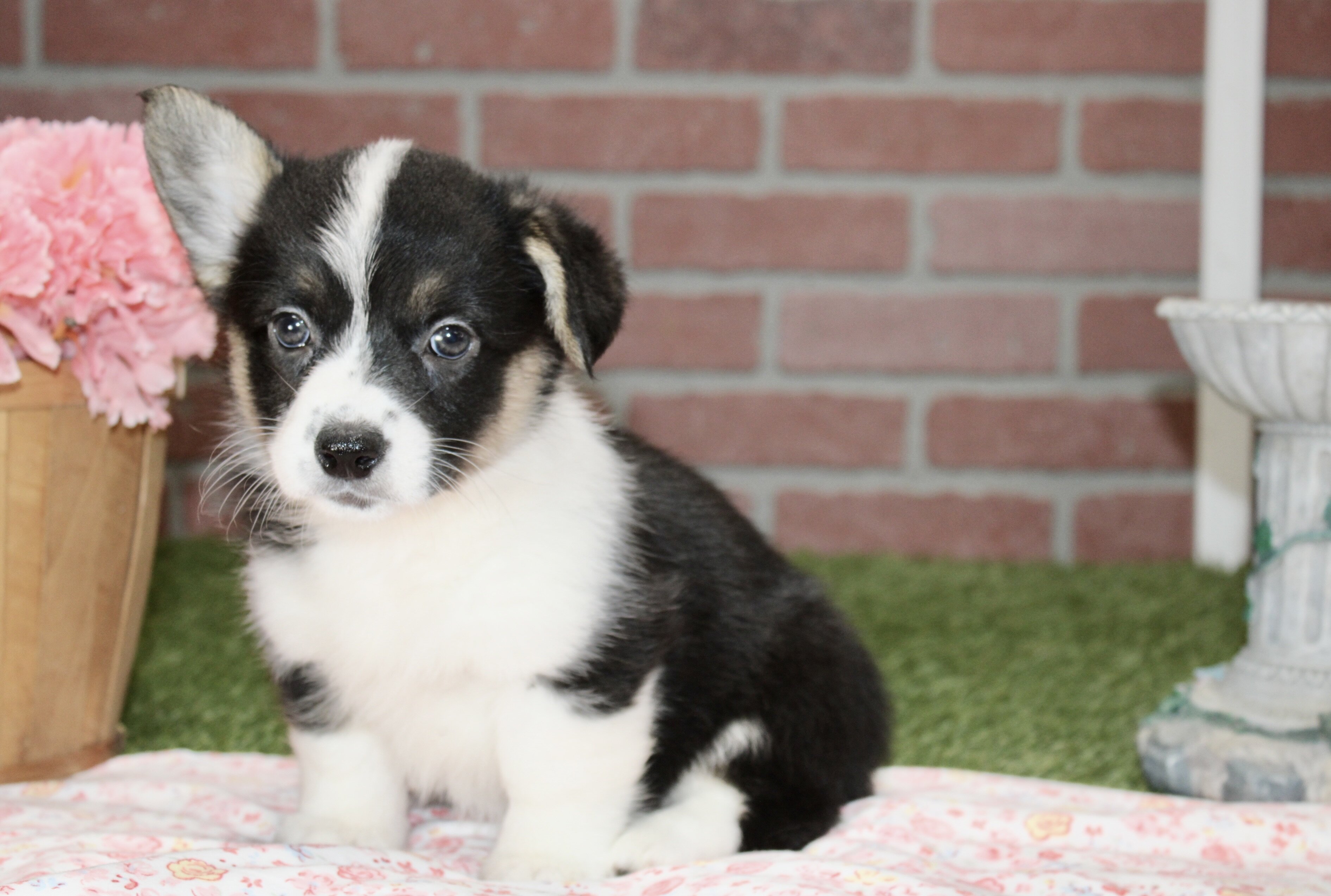 CORGI PUPPIES! image 2