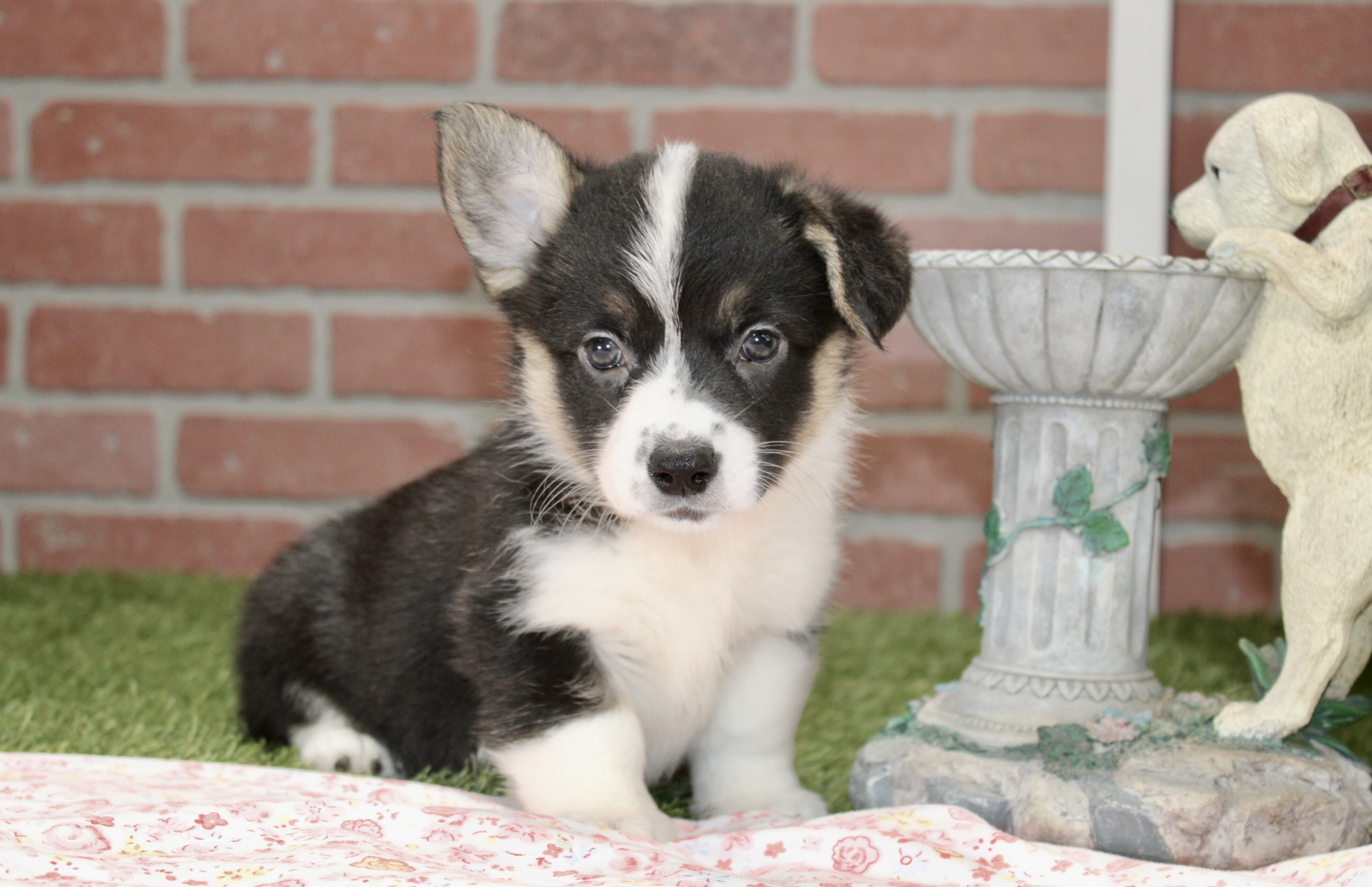 CORGI PUPPIES! image 1