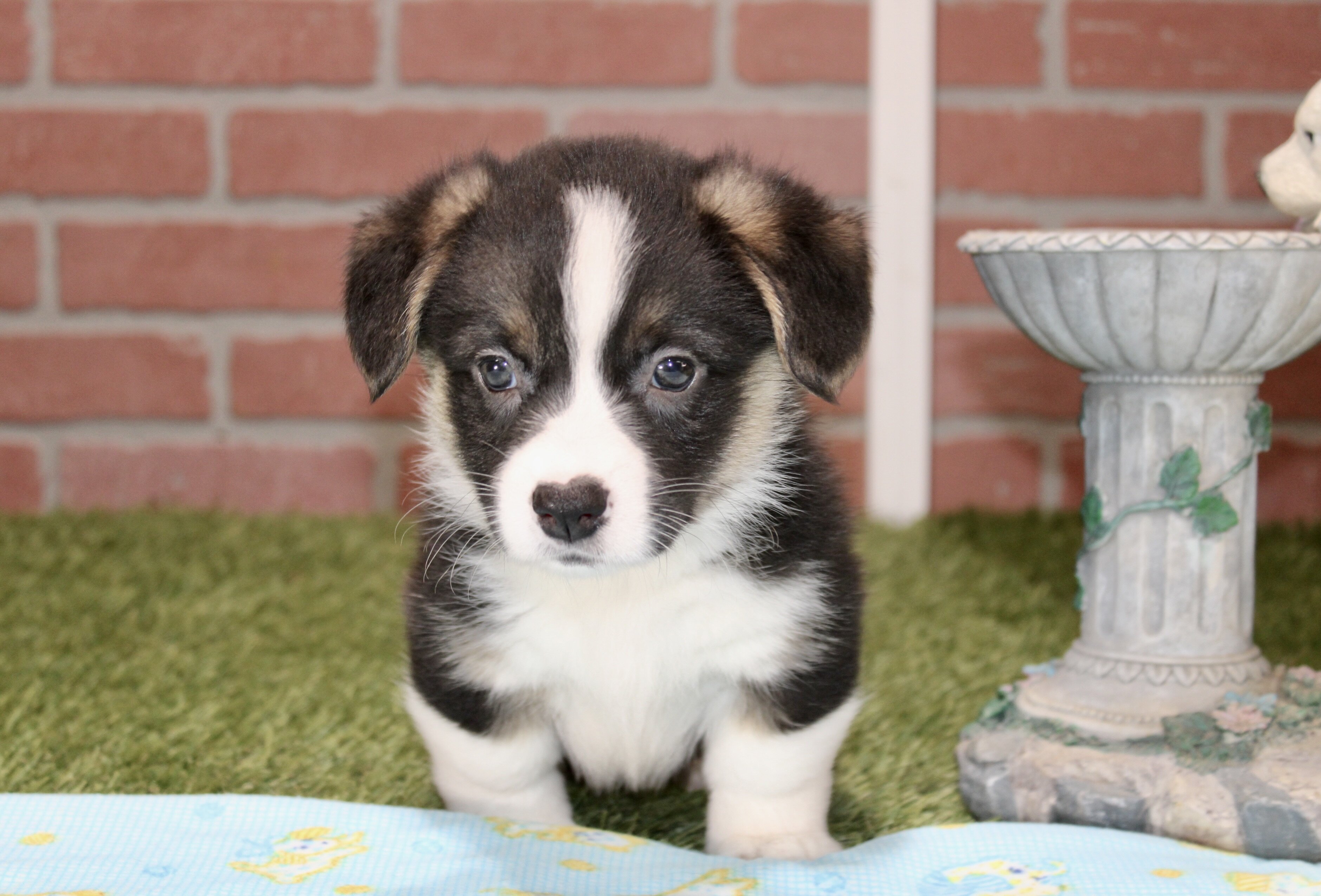 CORGI PUPPIES! image 5