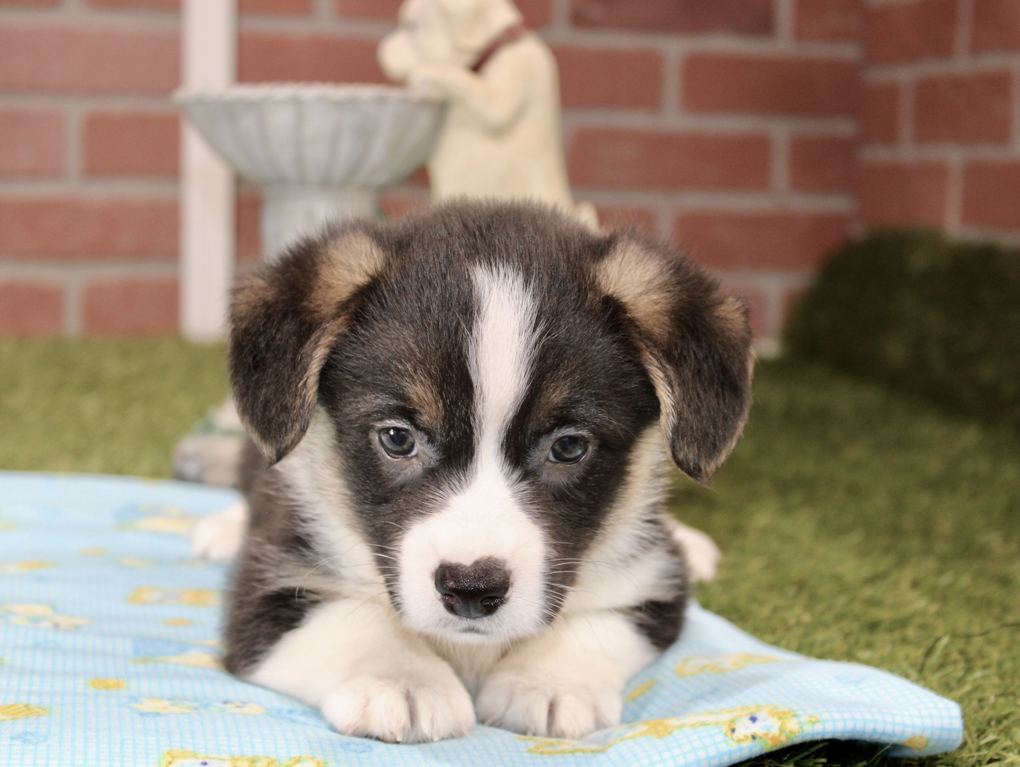 CORGI PUPPIES! image 6
