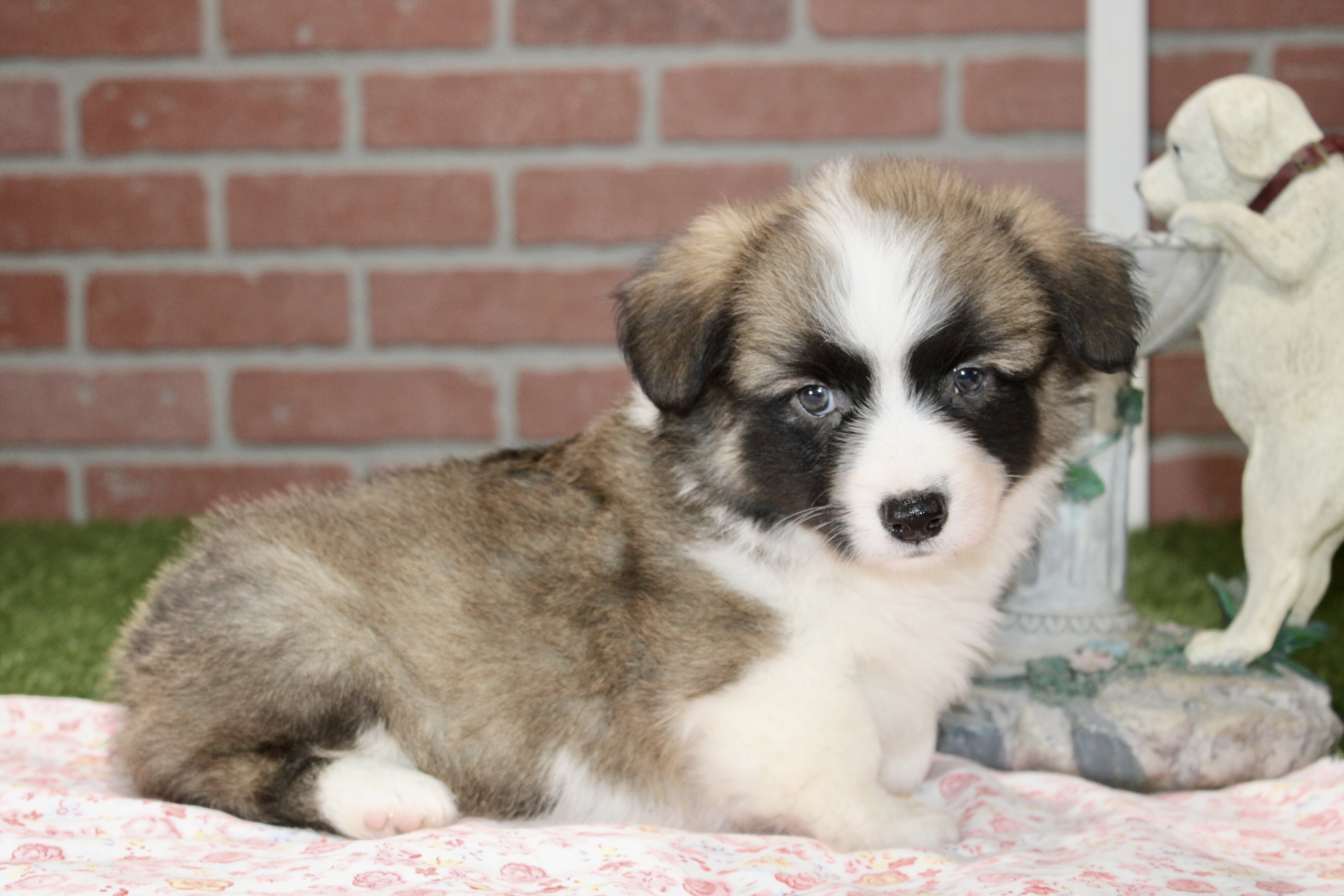 CORGI PUPPIES! image 4