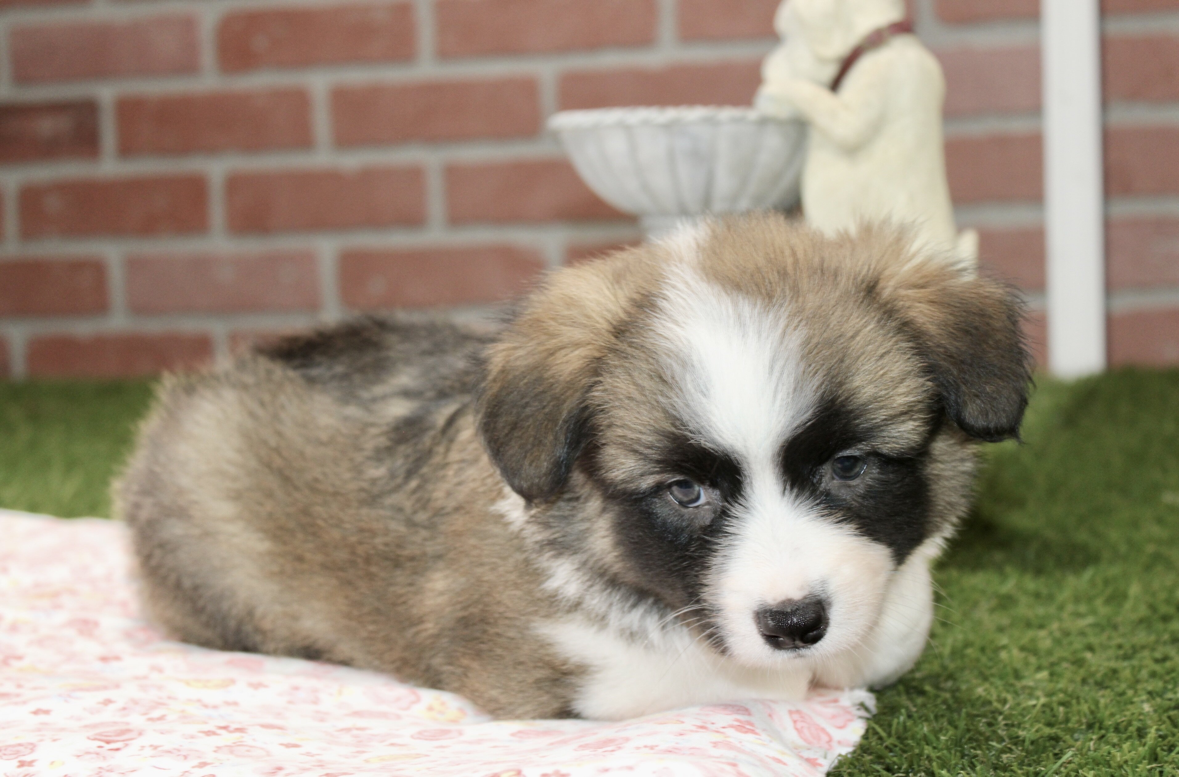 CORGI PUPPIES! image 3