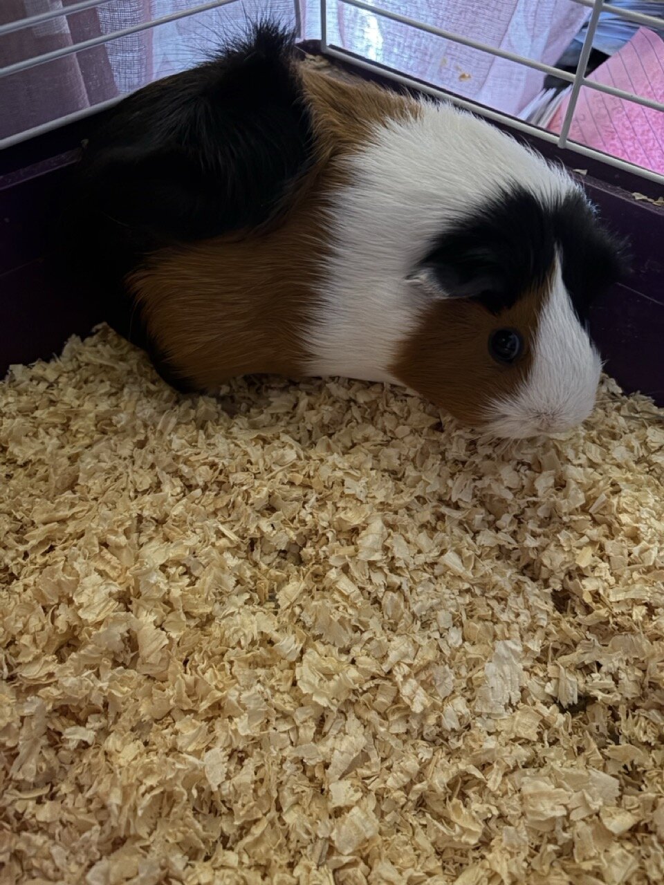Guinea Pigs, 3, females image 1