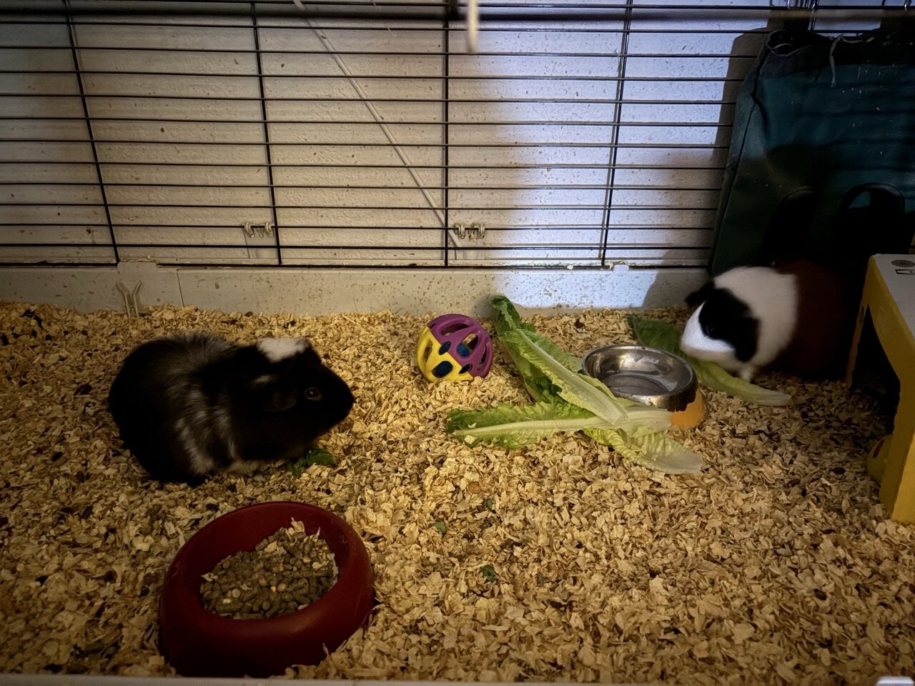 Guinea Pigs, 3, females image 2