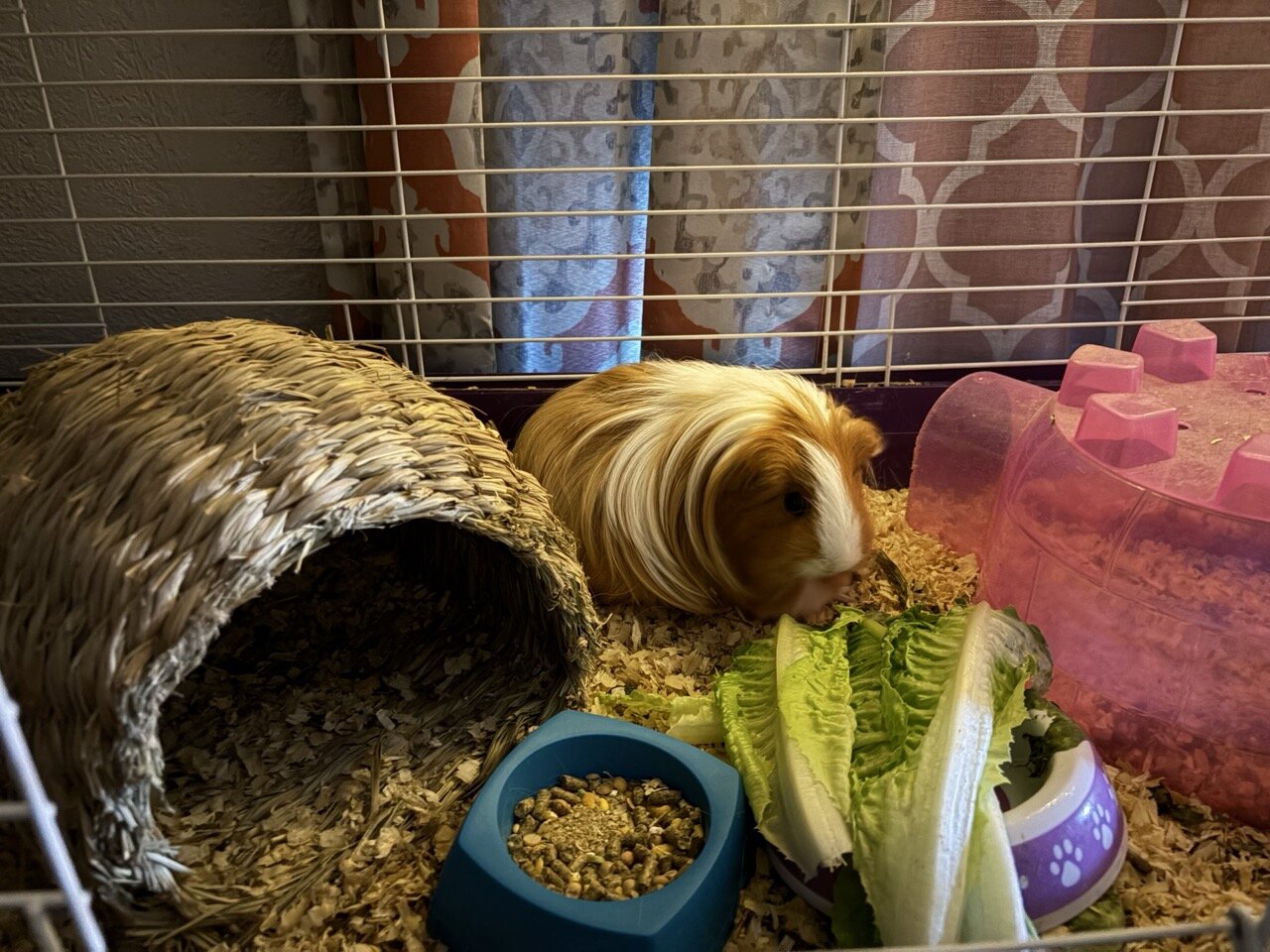 Guinea Pigs, 3, females image 3