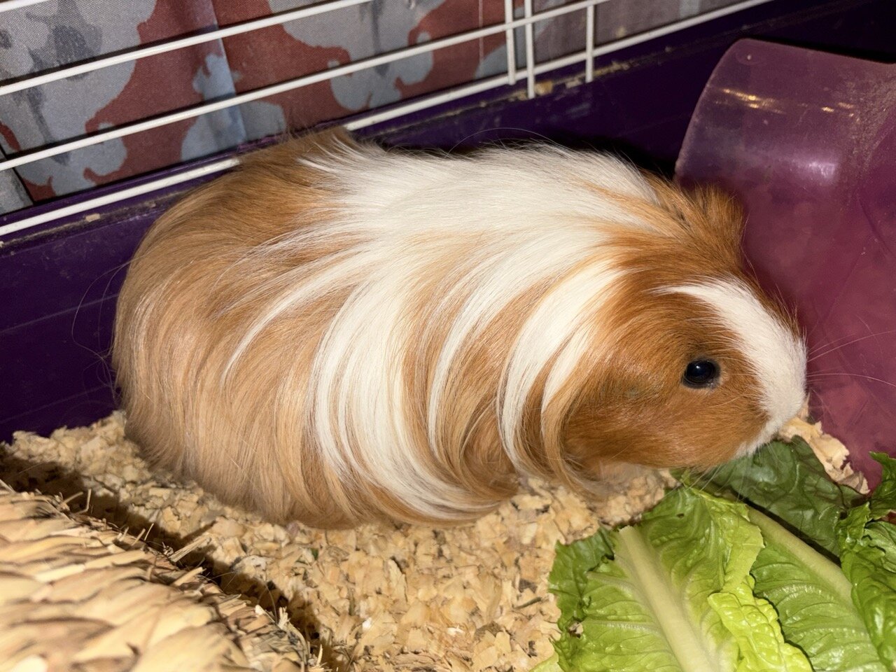 Guinea Pigs, 3, females image 4