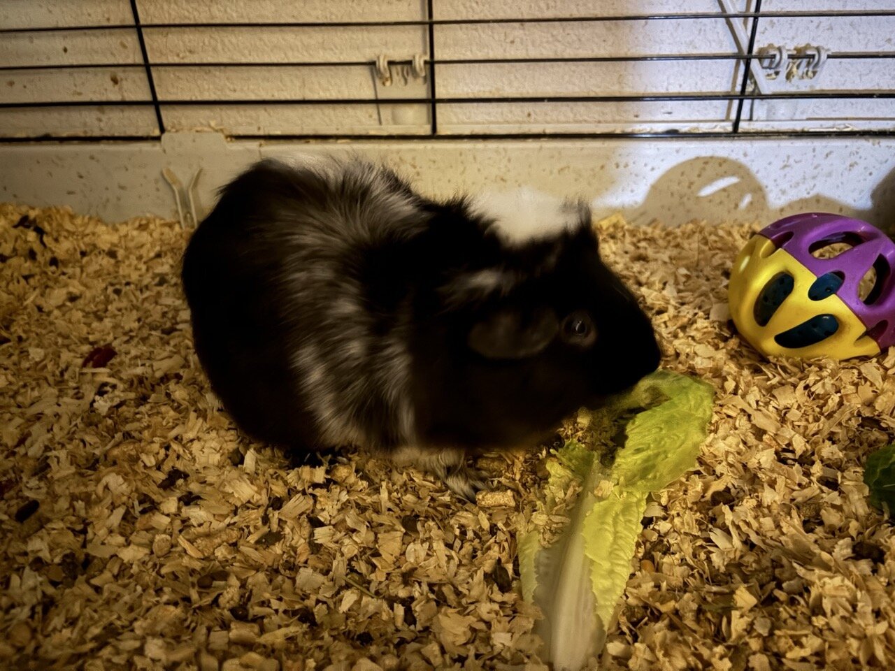 Guinea Pigs, 3, females image 5