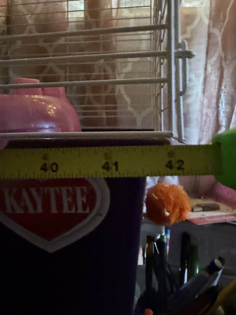 Guinea Pigs, 3, females image 6