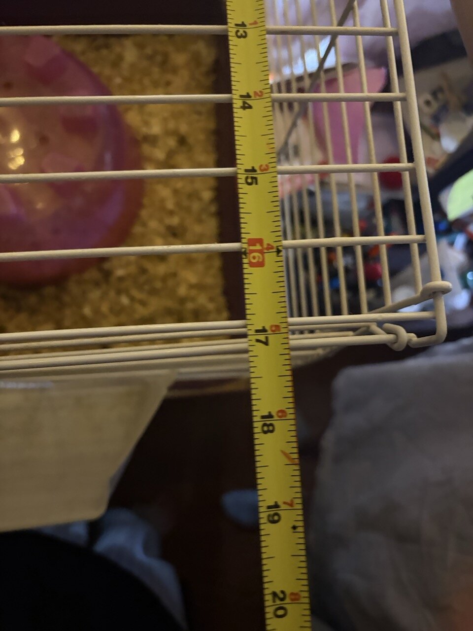 Guinea Pigs, 3, females image 9