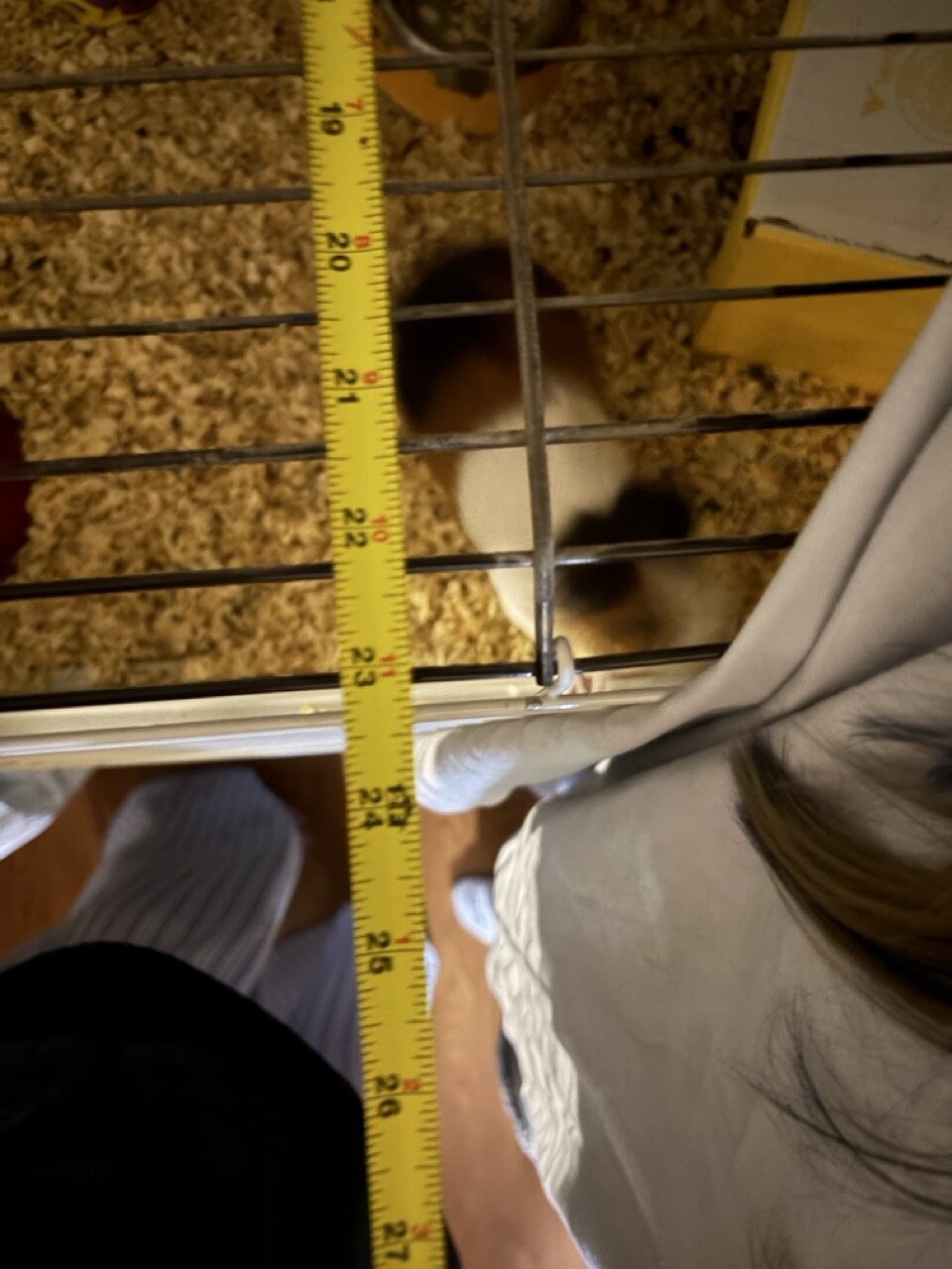 Guinea Pigs, 3, females image 10