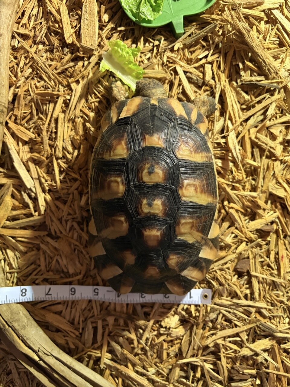 Tortoise, Male image 4
