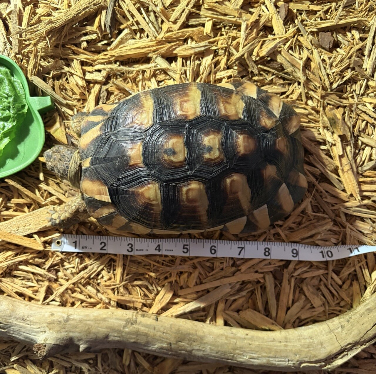 Tortoise, Male image 5