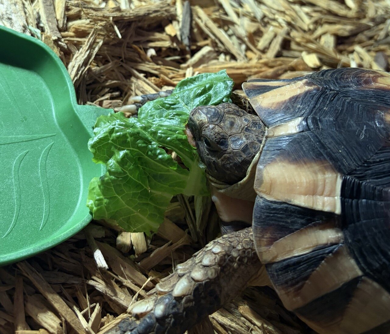 Tortoise, Male image 6