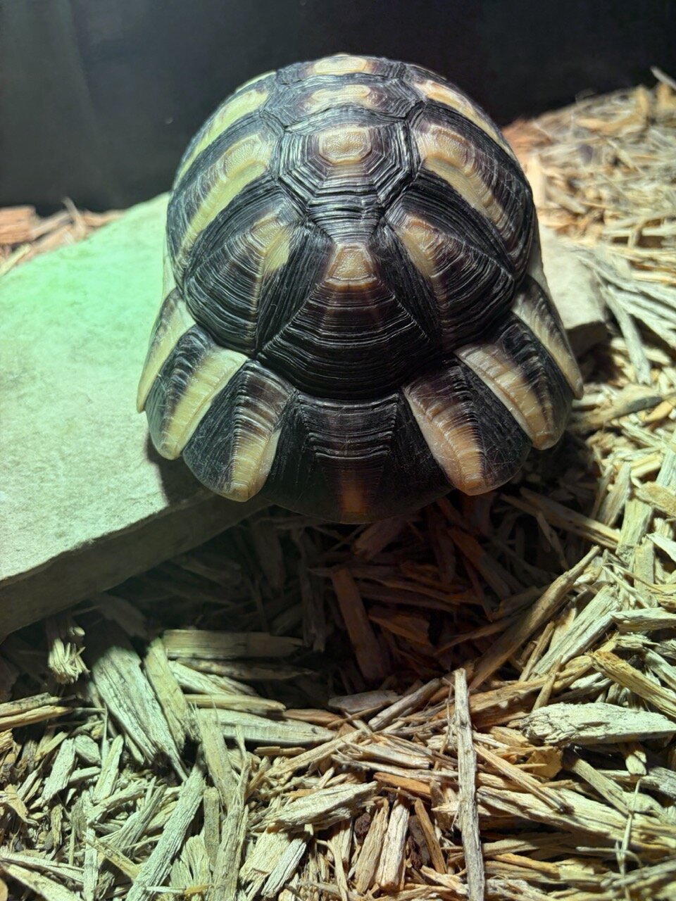 Tortoise, Male image 7