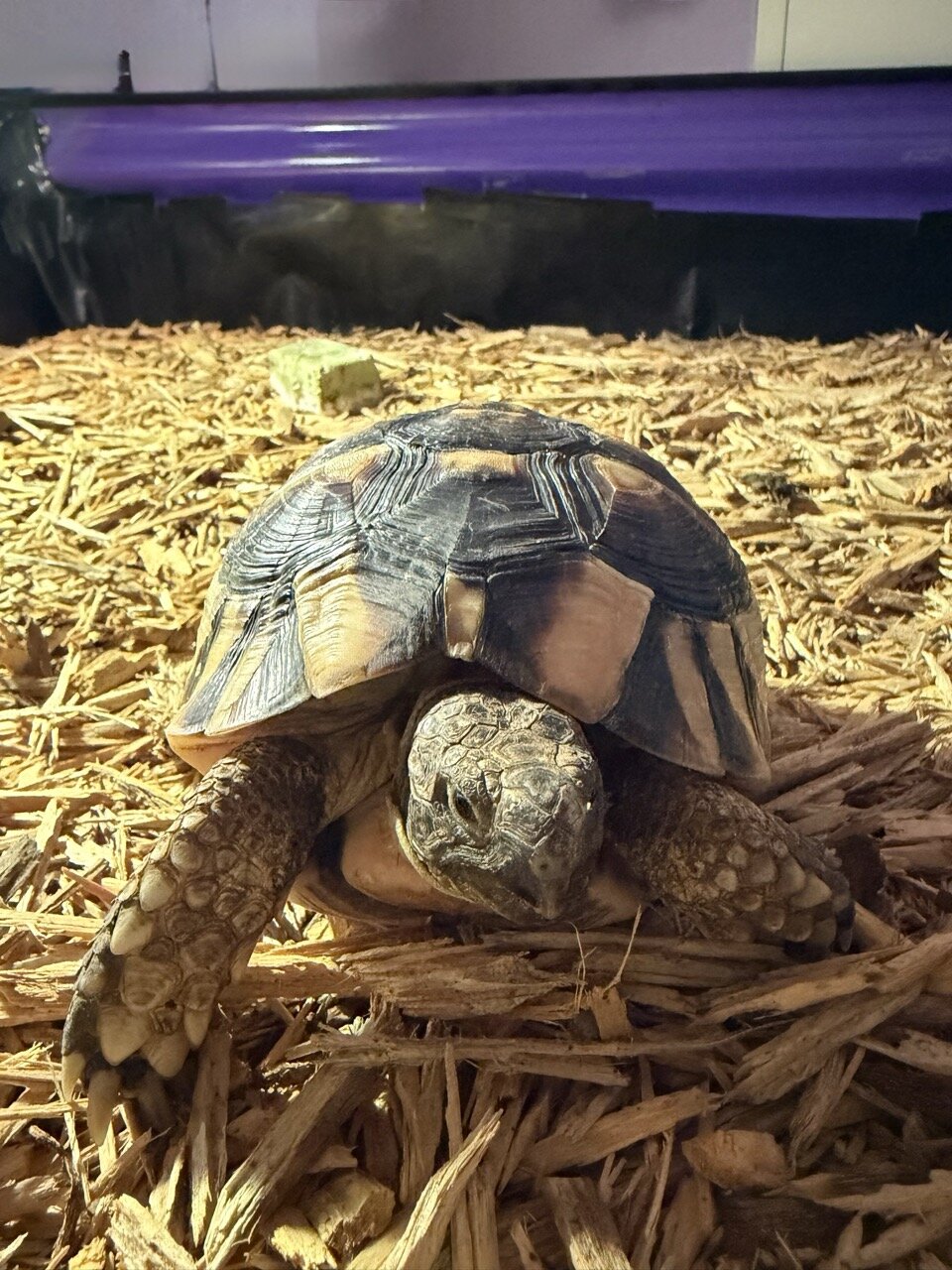 Tortoise, Male image 8