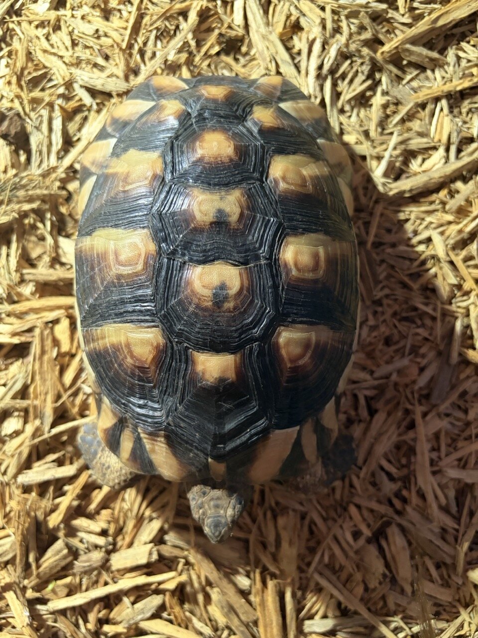 Tortoise, Male image 9