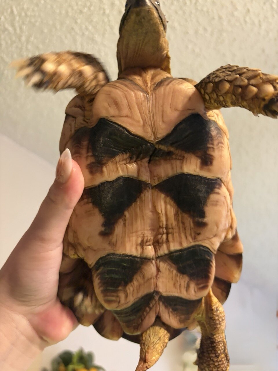 Tortoise, Male image 10
