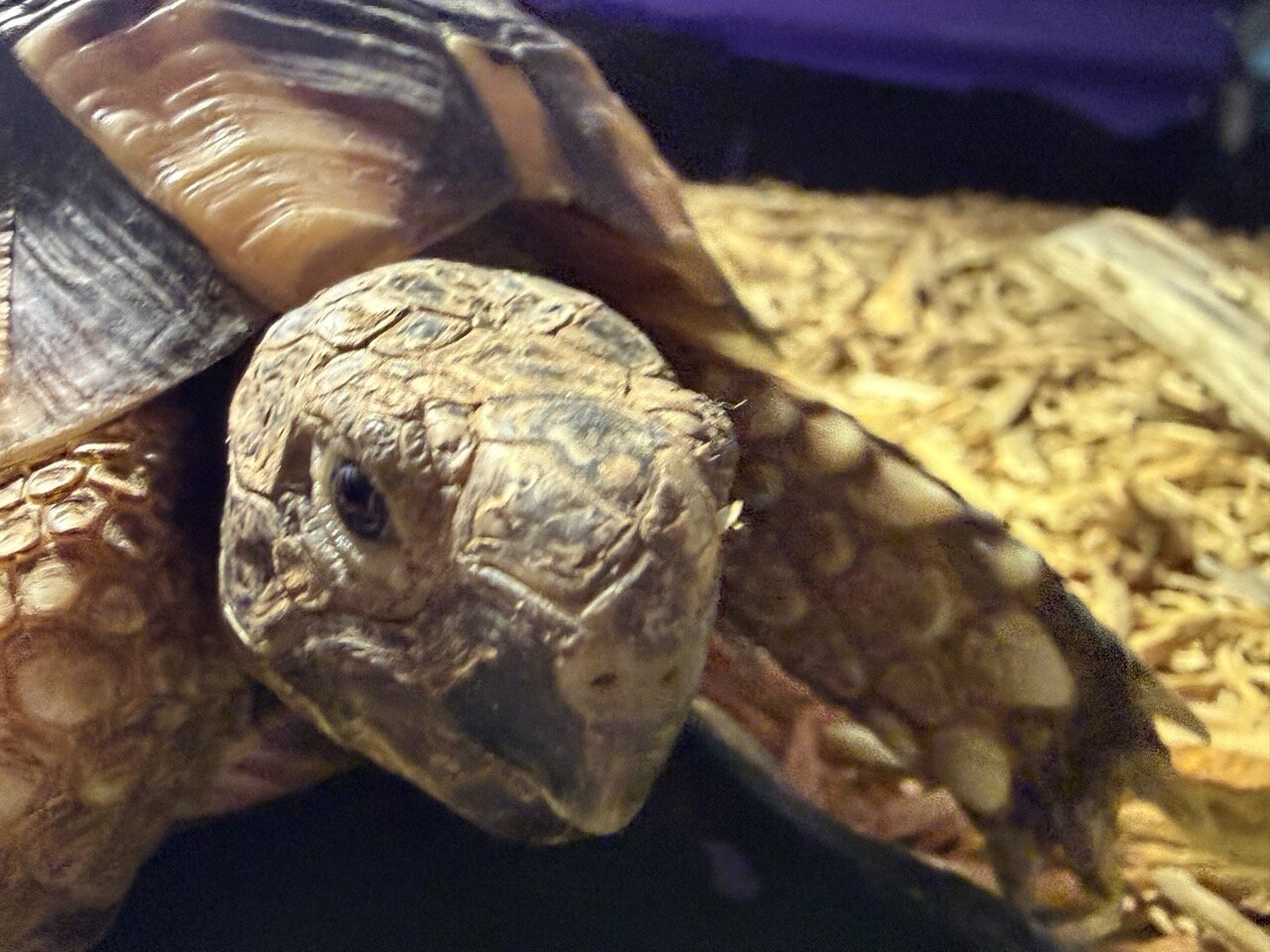 Tortoise, Male image 1
