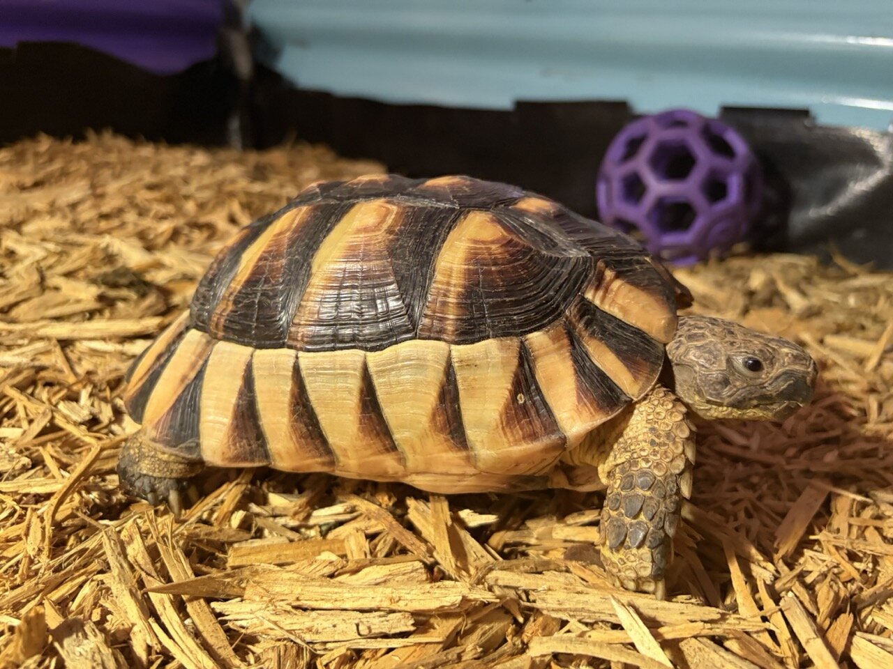 Tortoise, Male image 2