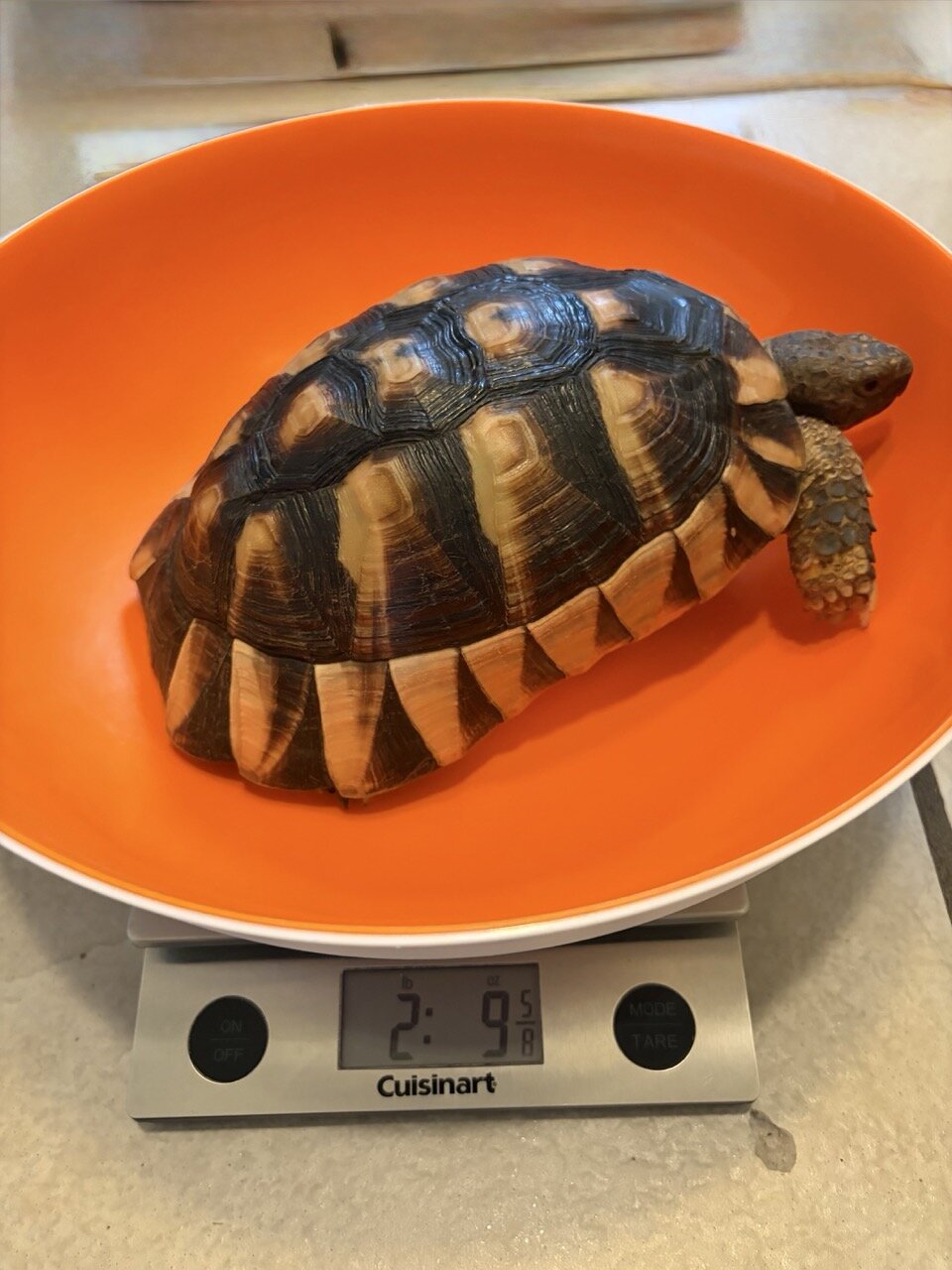 Tortoise, Male image 3