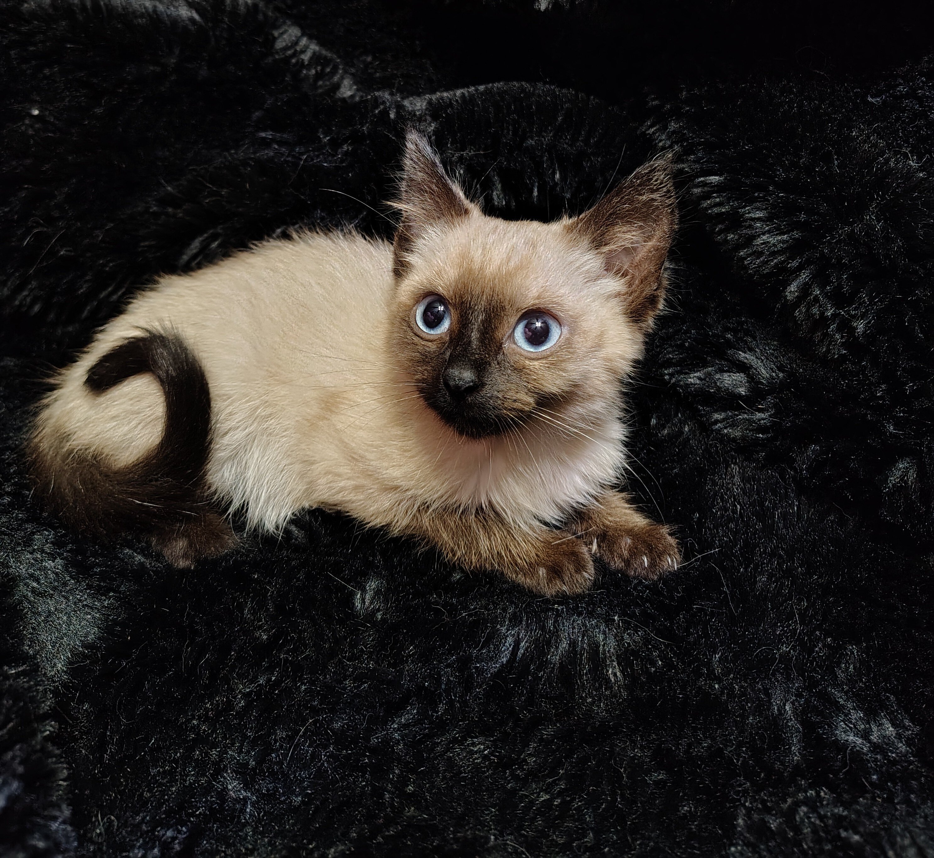 Luna, Female Sealpoint Siamese image 3