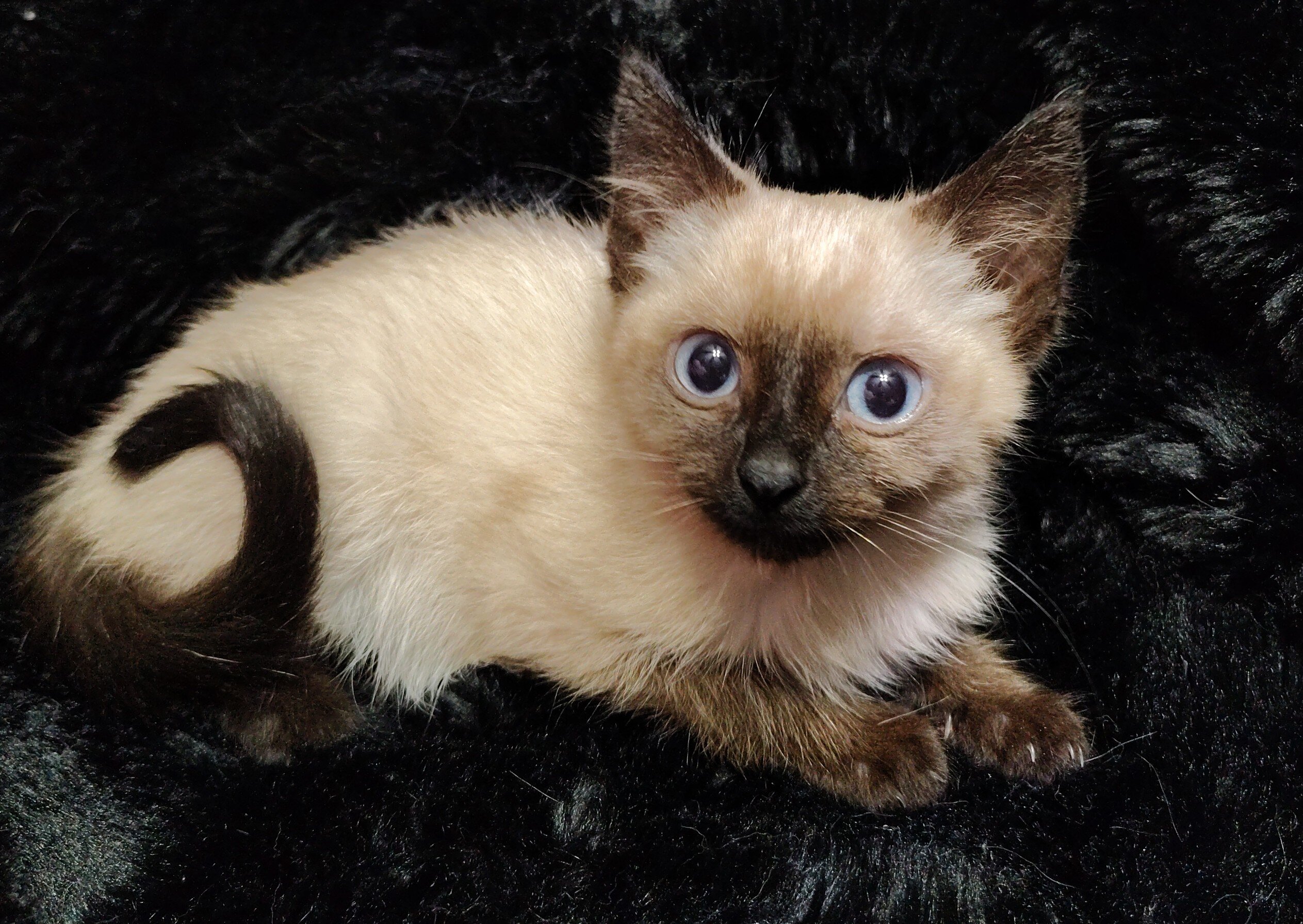 Luna, Female Sealpoint Siamese image 1