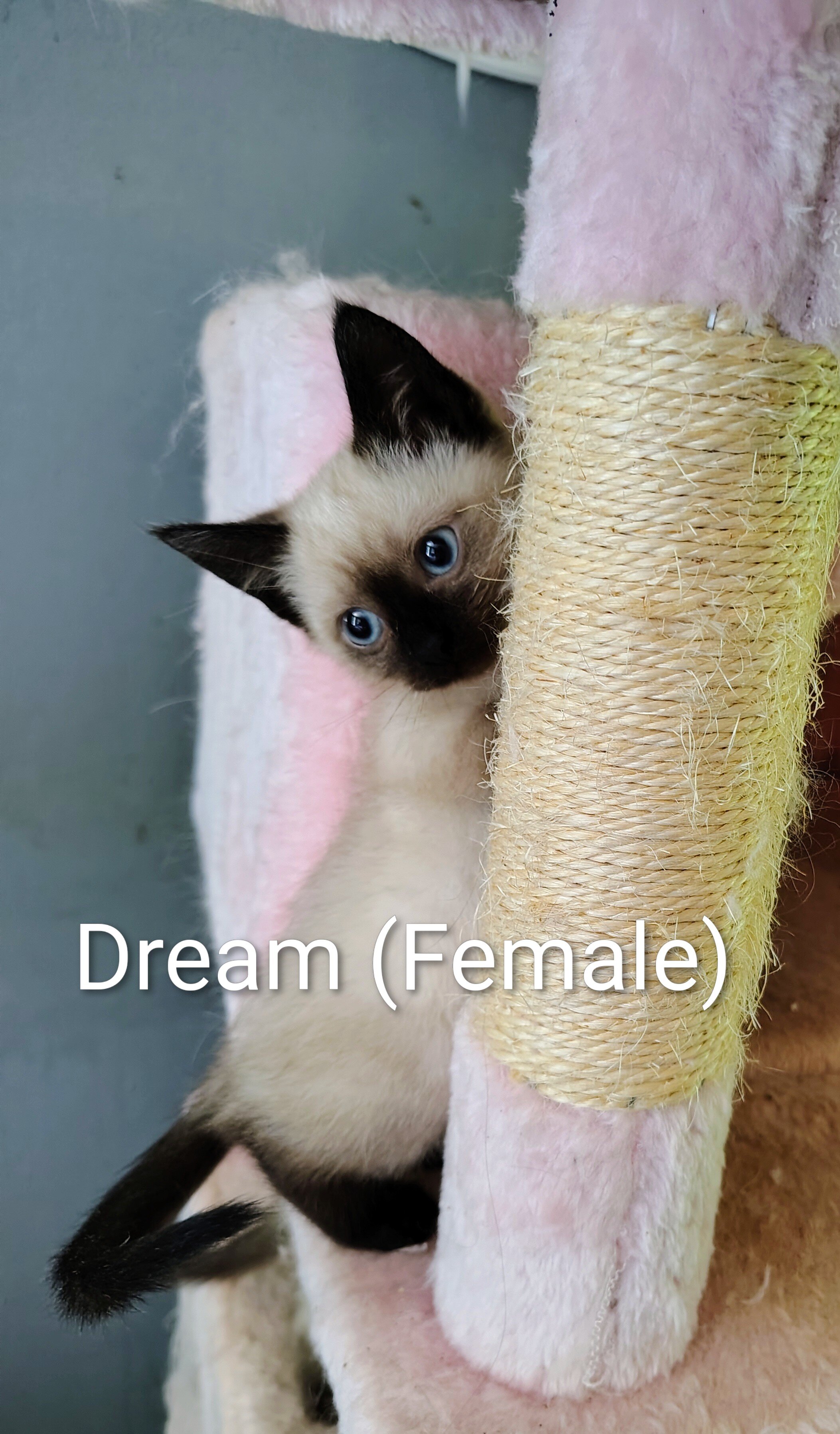 Dream, Female Sealpoint Siamese image 1