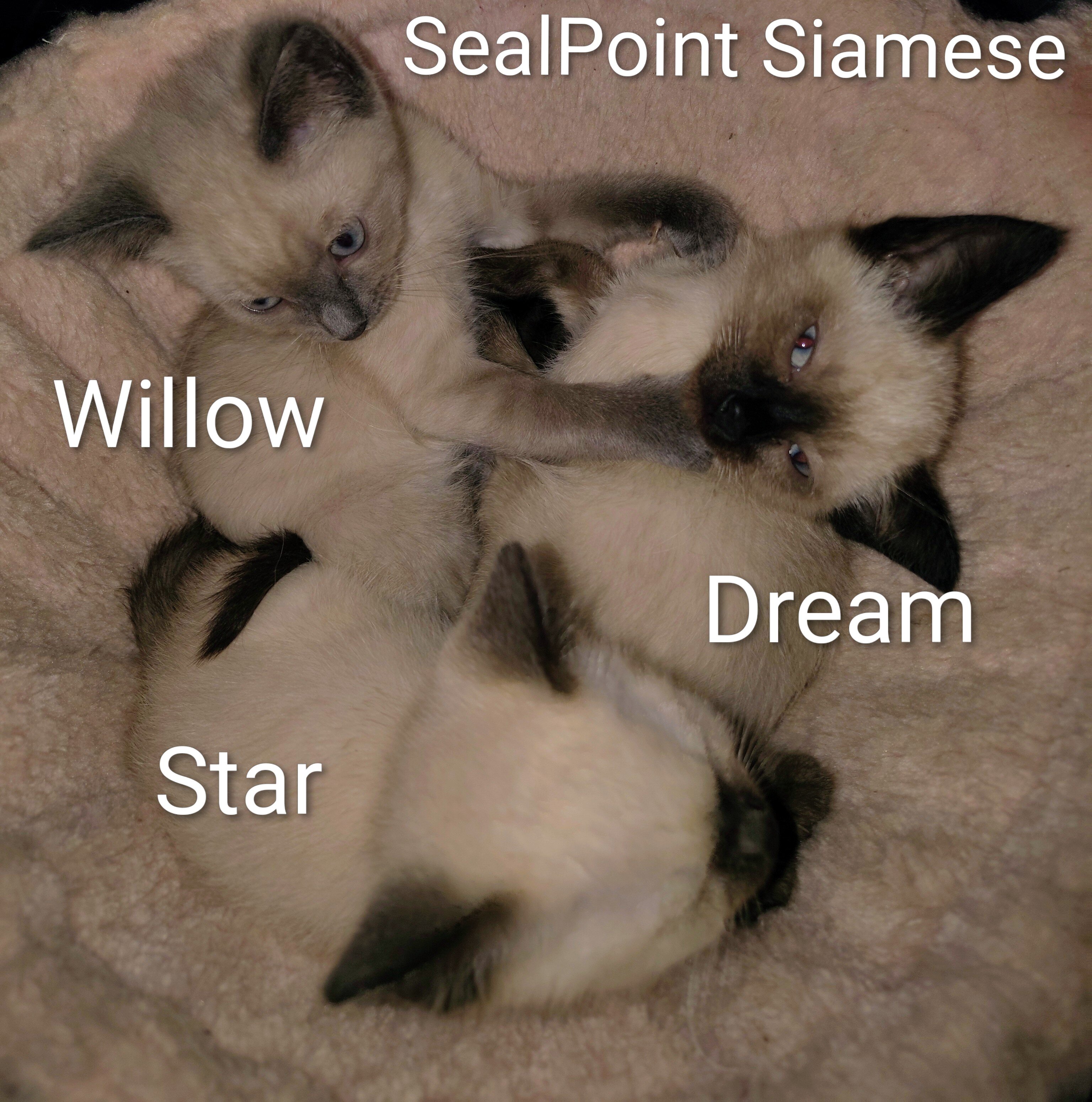Dream, Female Sealpoint Siamese image 2