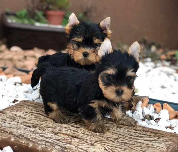 We have yorkie pups looking for a new home image 1